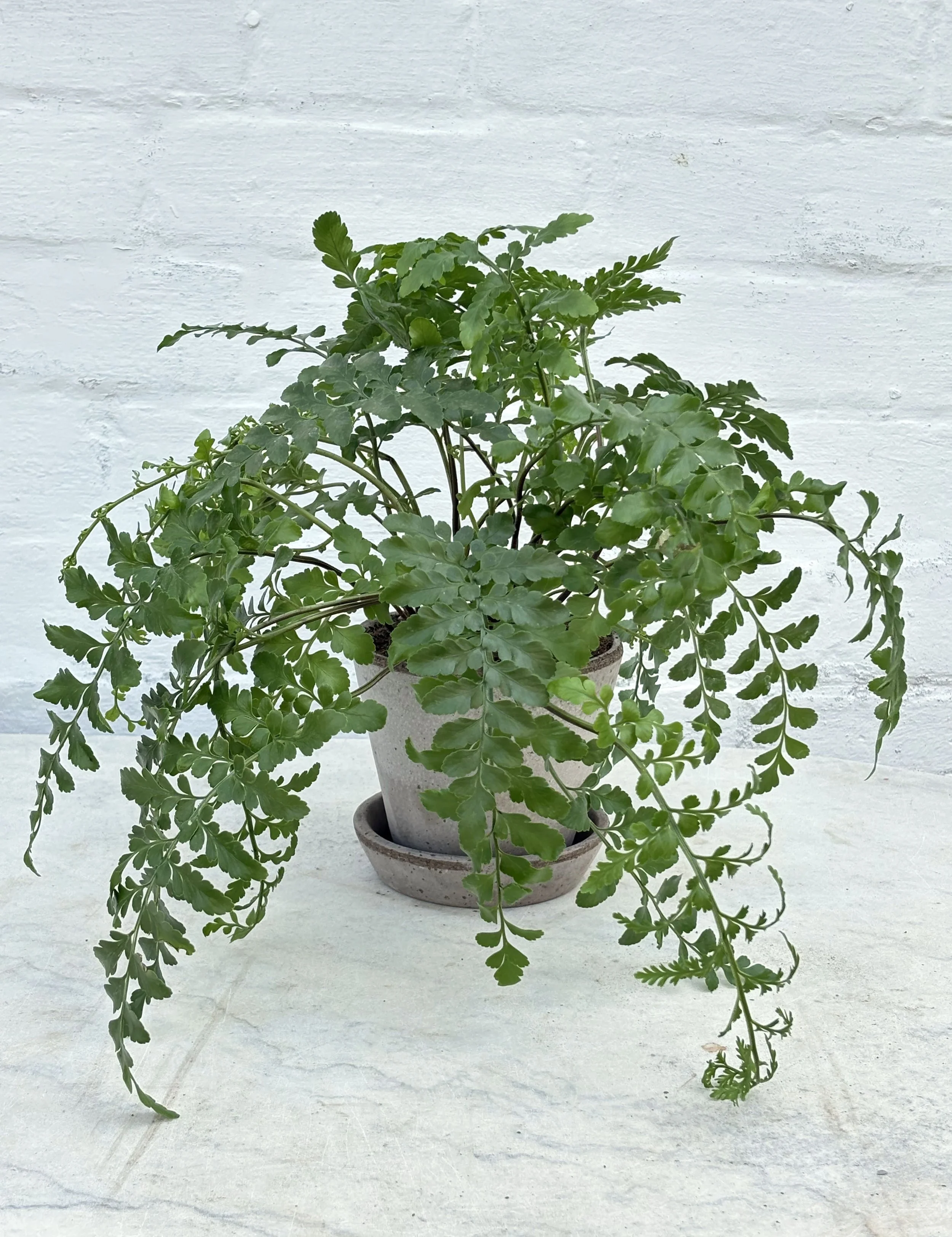 the_glasshouse_botanics_asplenium_parvati_12.jpg
