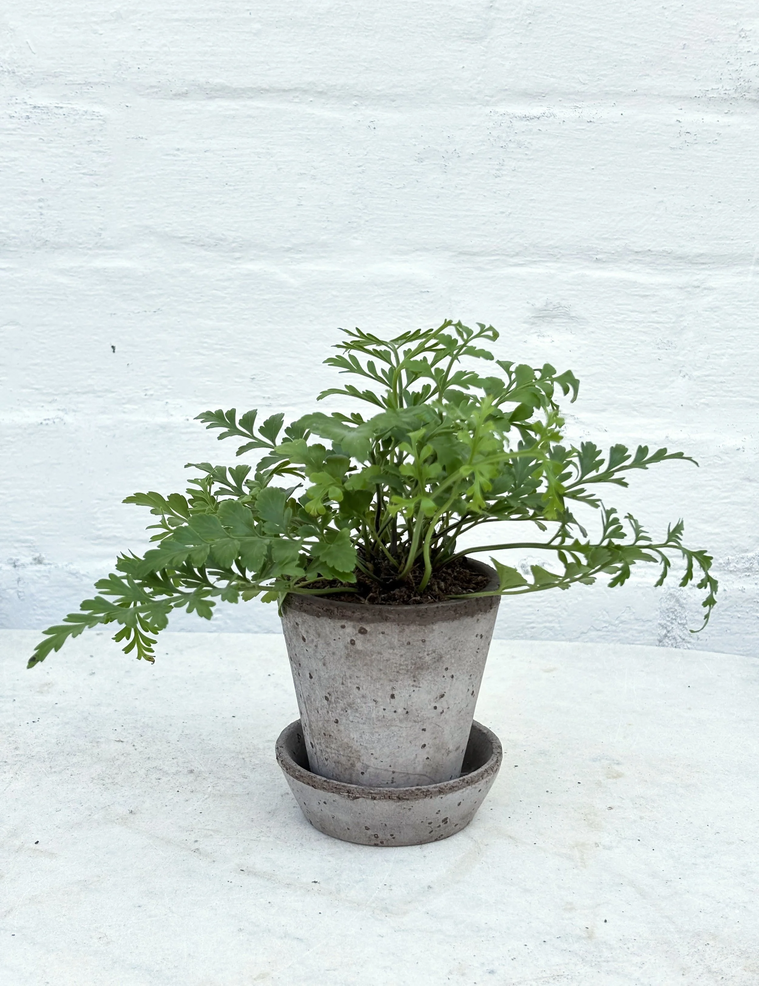 the_glasshouse_botanics_asplenium_parvati_12.jpg (Copy)