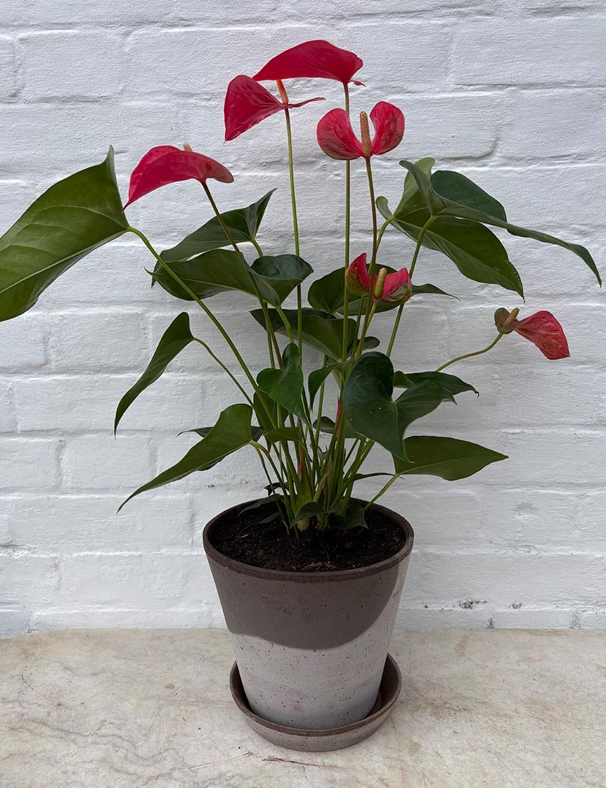the_glasshouse_botanics_anthurium_plant_sutton.jpg