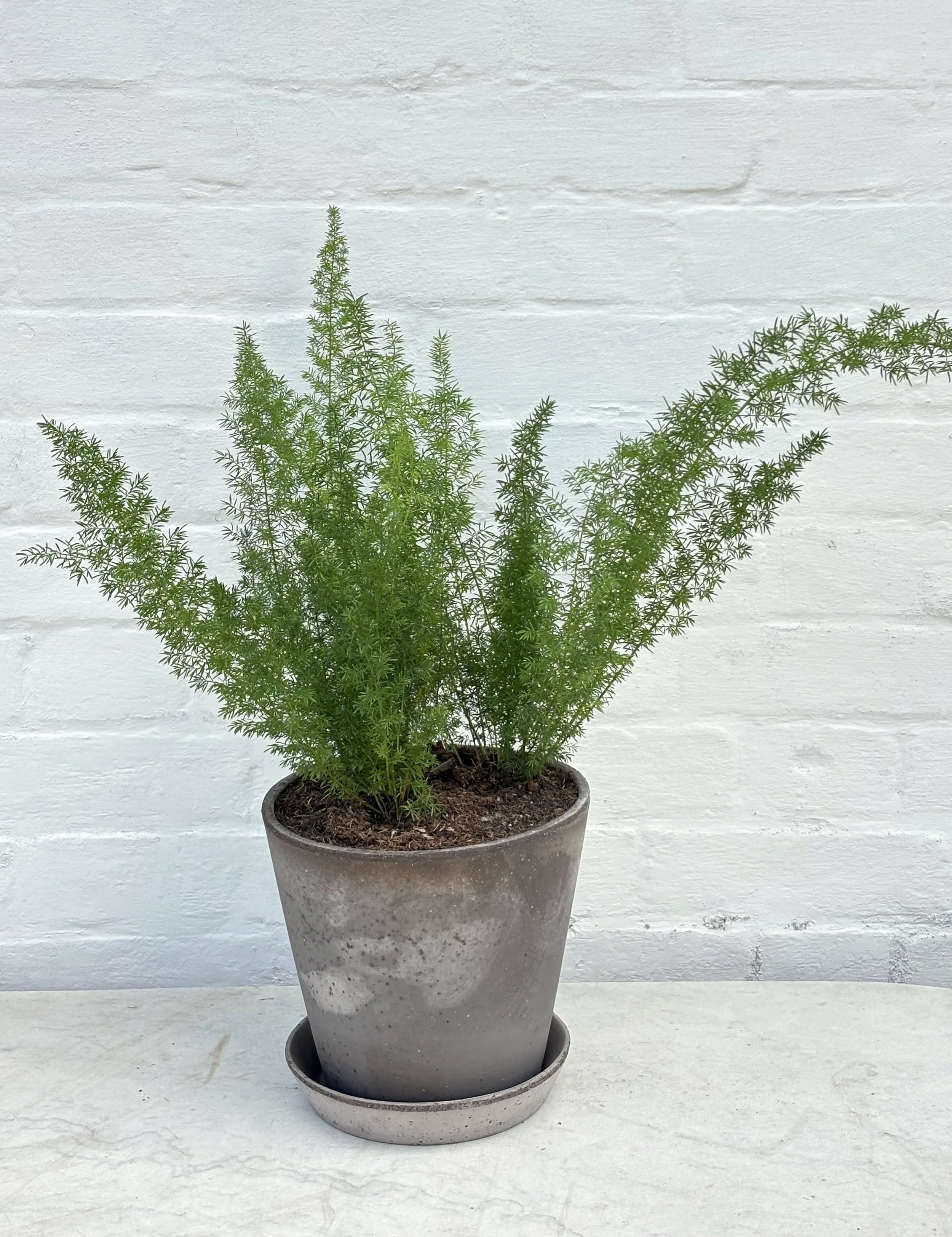ASPARAGUS DENSIFLORUS MYERS | WITH POT + TRAY