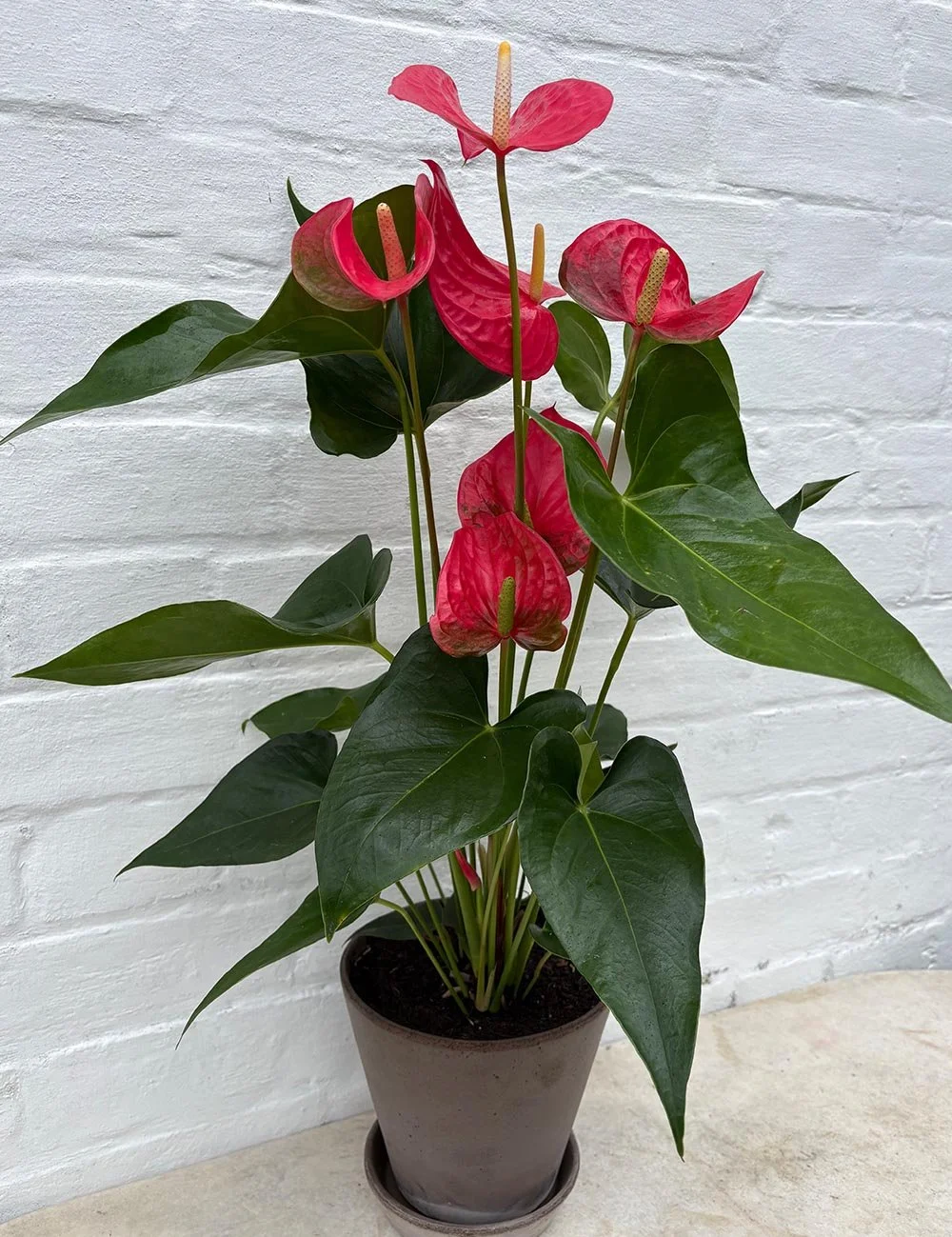 the_glasshouse_botanics_anthurium_2.jpg