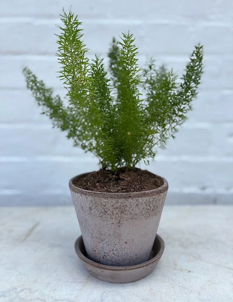 ASPARAGUS DENSIFLORUS MYERS | WITH POT + TRAY