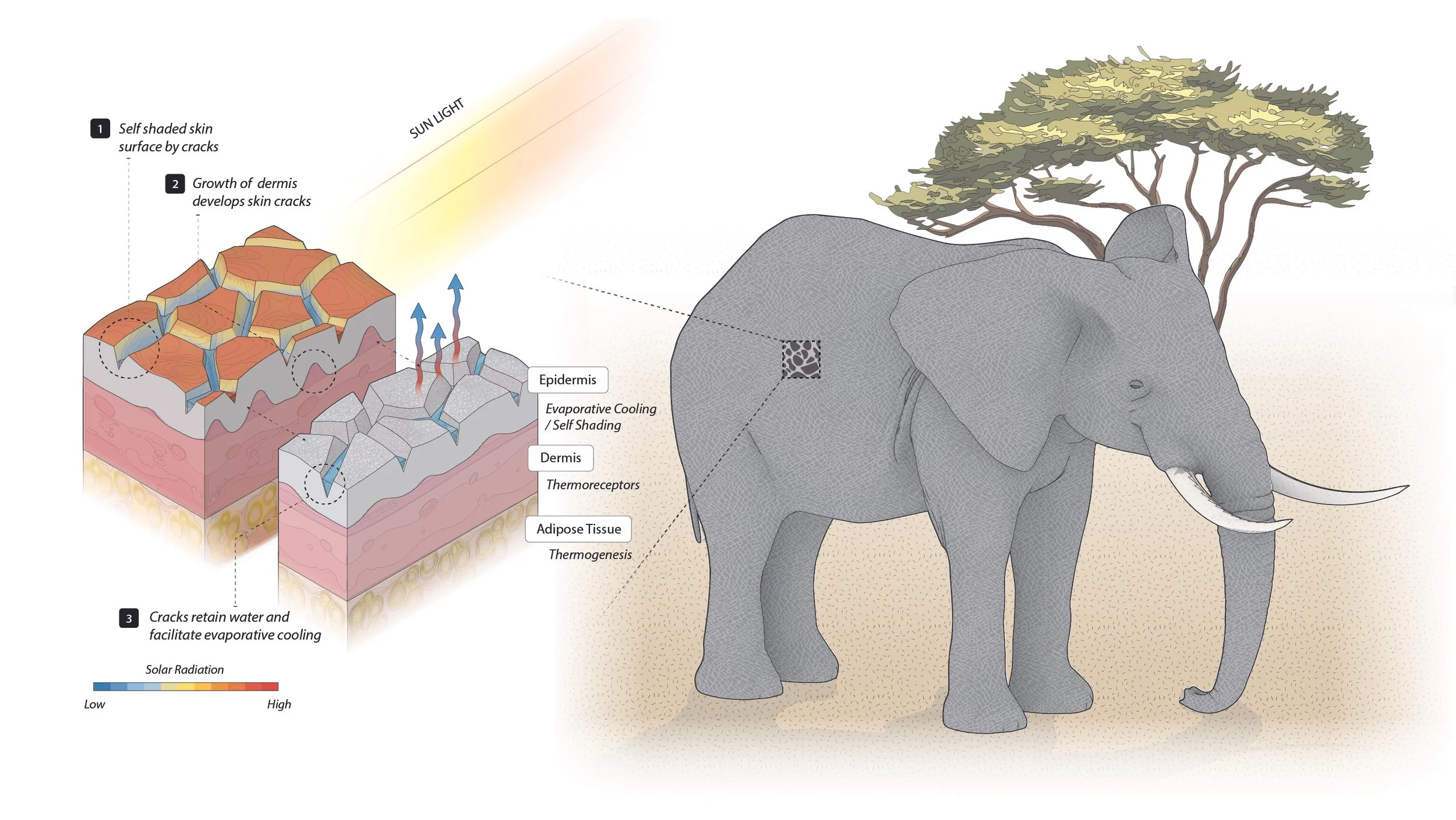 Elephant_Skin.jpg