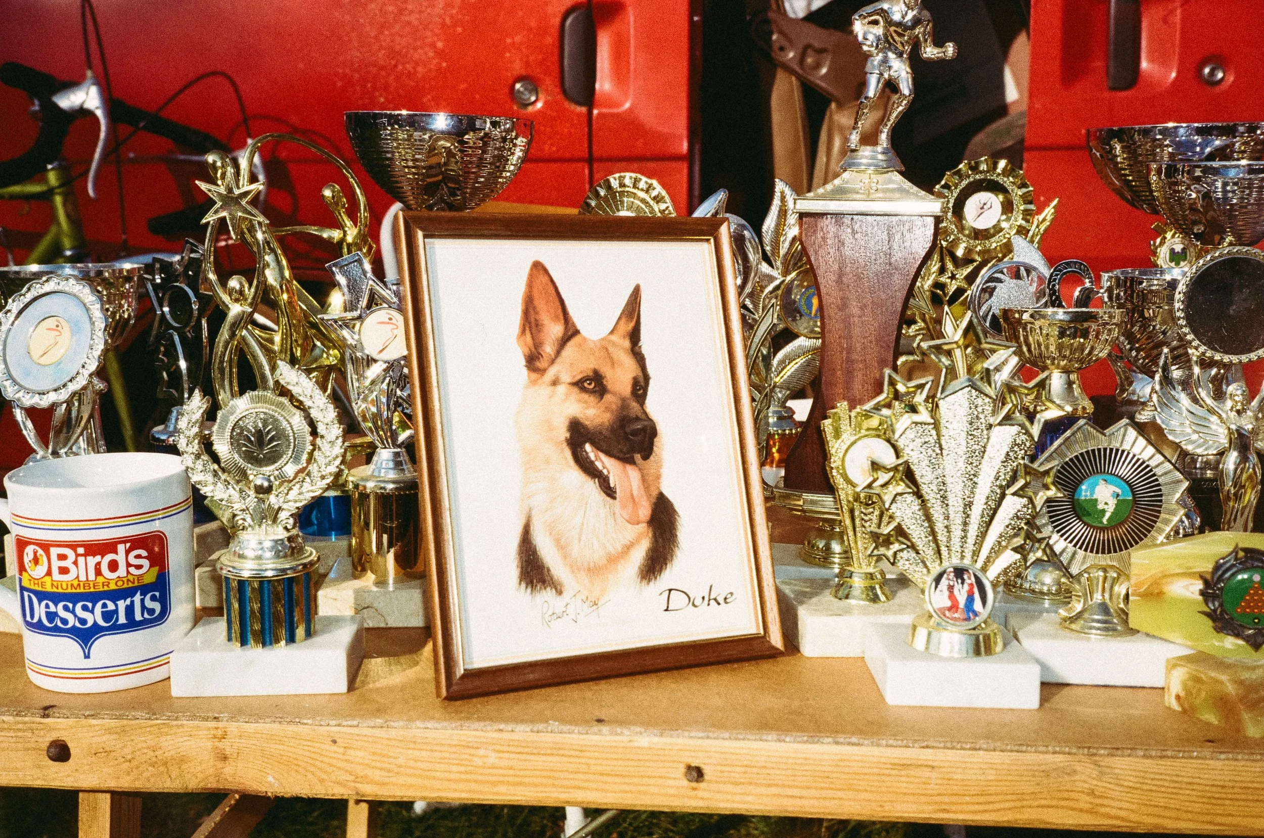 A framed photo of a German Shepherd dog named Duke surrounded by numerous trophies and awards on a wooden table.