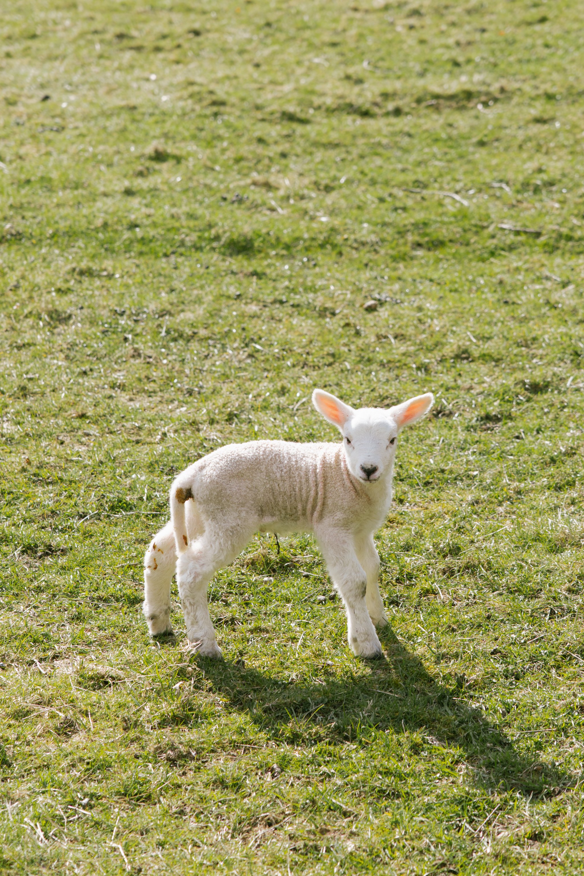 © Julia Caira 2026 - Aberfeldy and Fortingall-1350.jpg