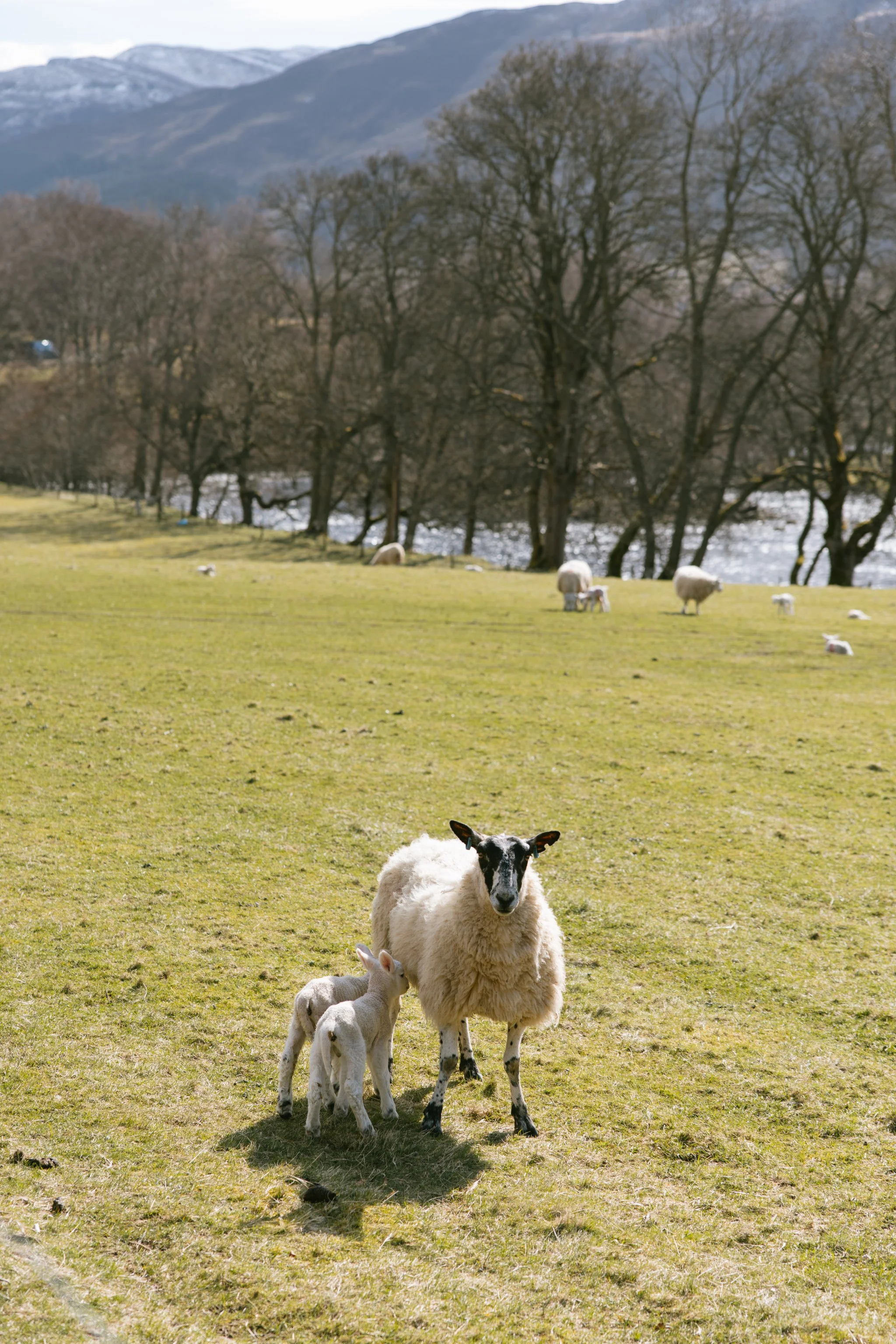 © Julia Caira 2026 - Aberfeldy and Fortingall-1357.jpg