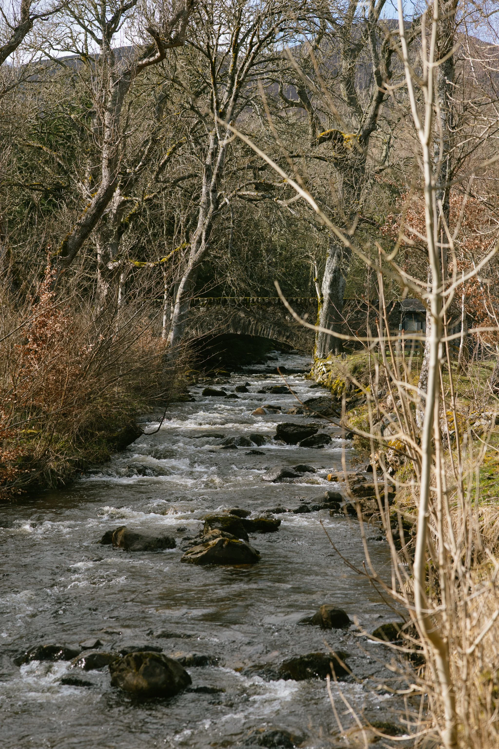 © Julia Caira 2026 - Aberfeldy and Fortingall-1298.jpg