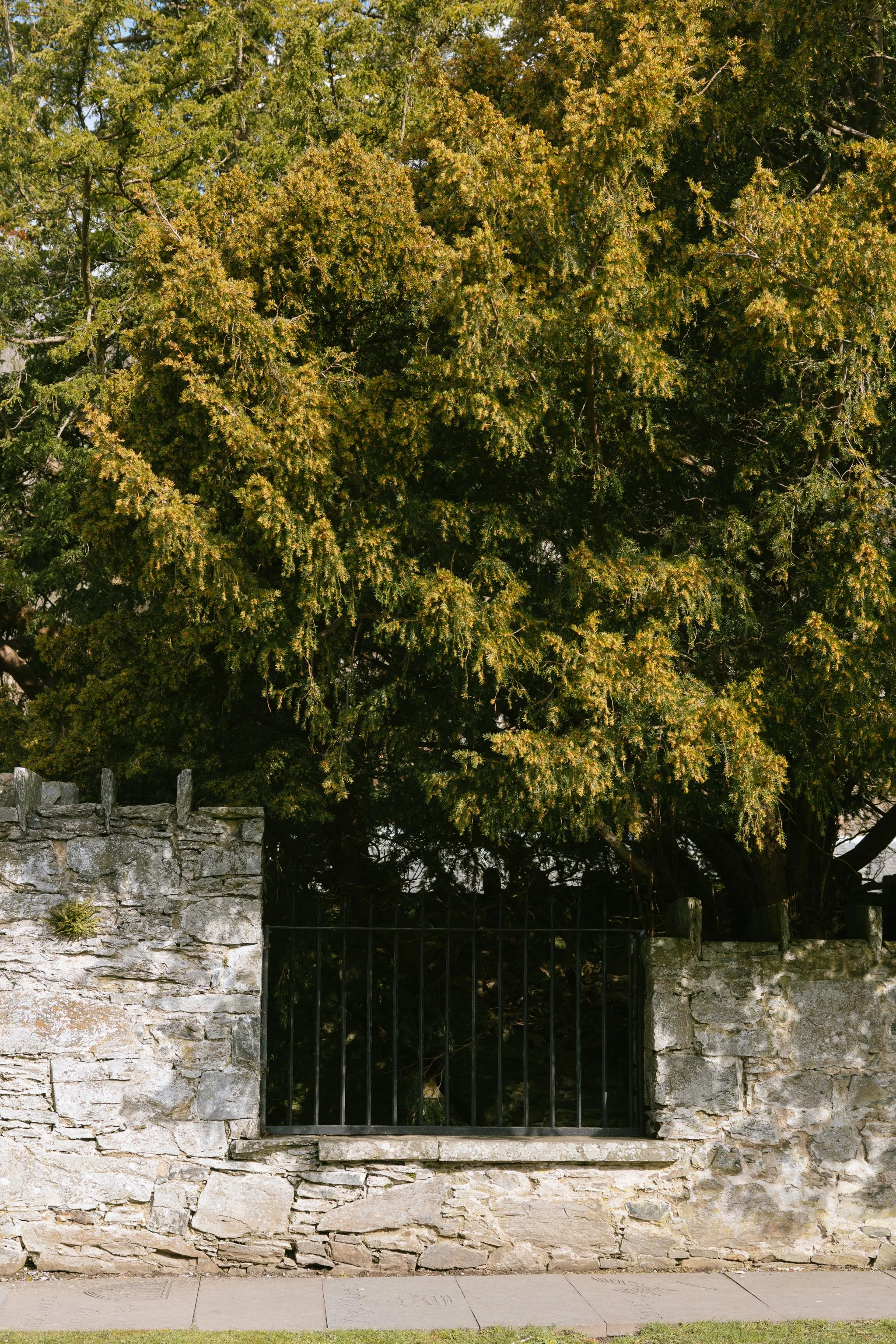 © Julia Caira 2026 - Aberfeldy and Fortingall-1333.jpg