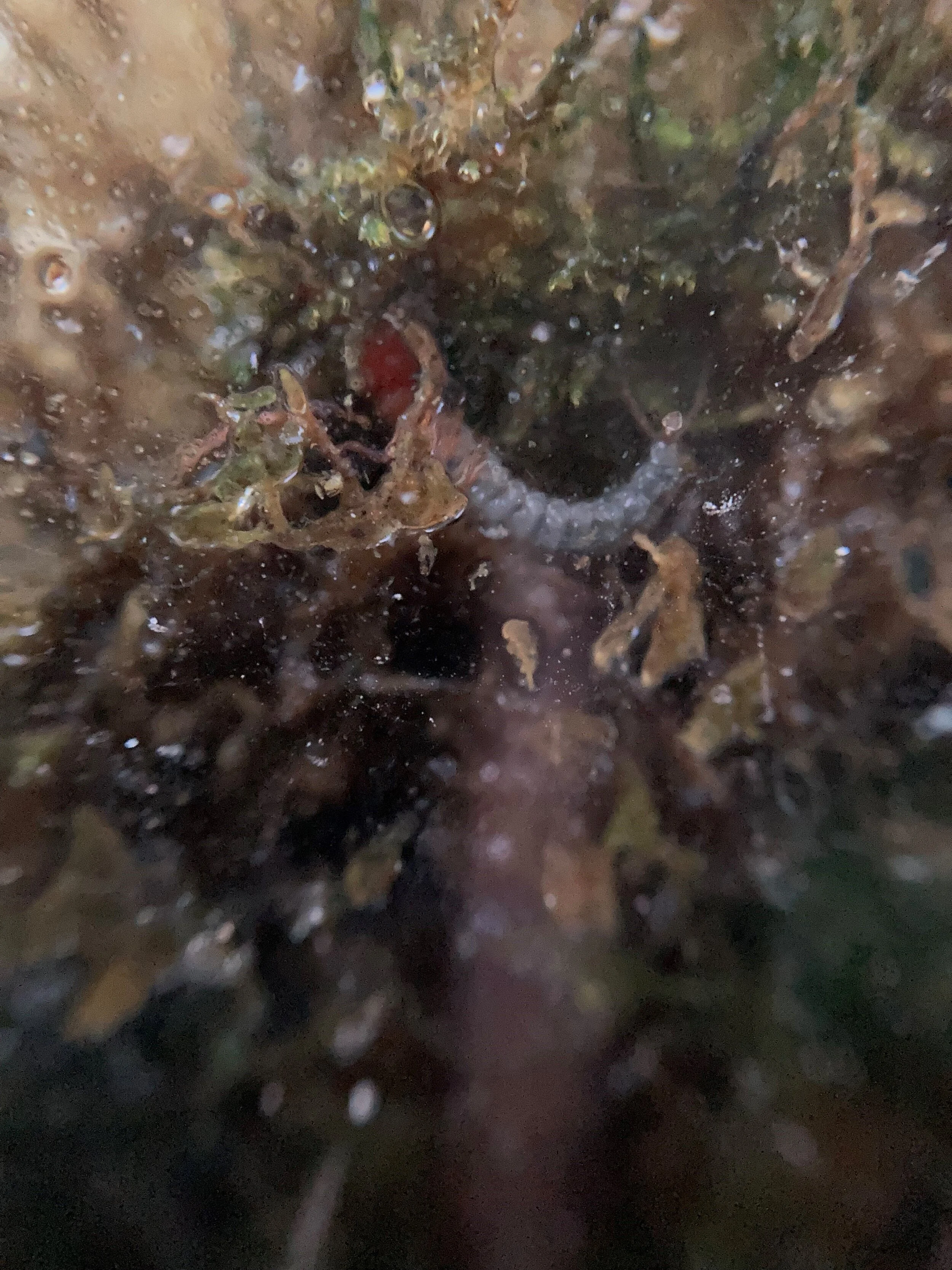 out9macro3.jpg