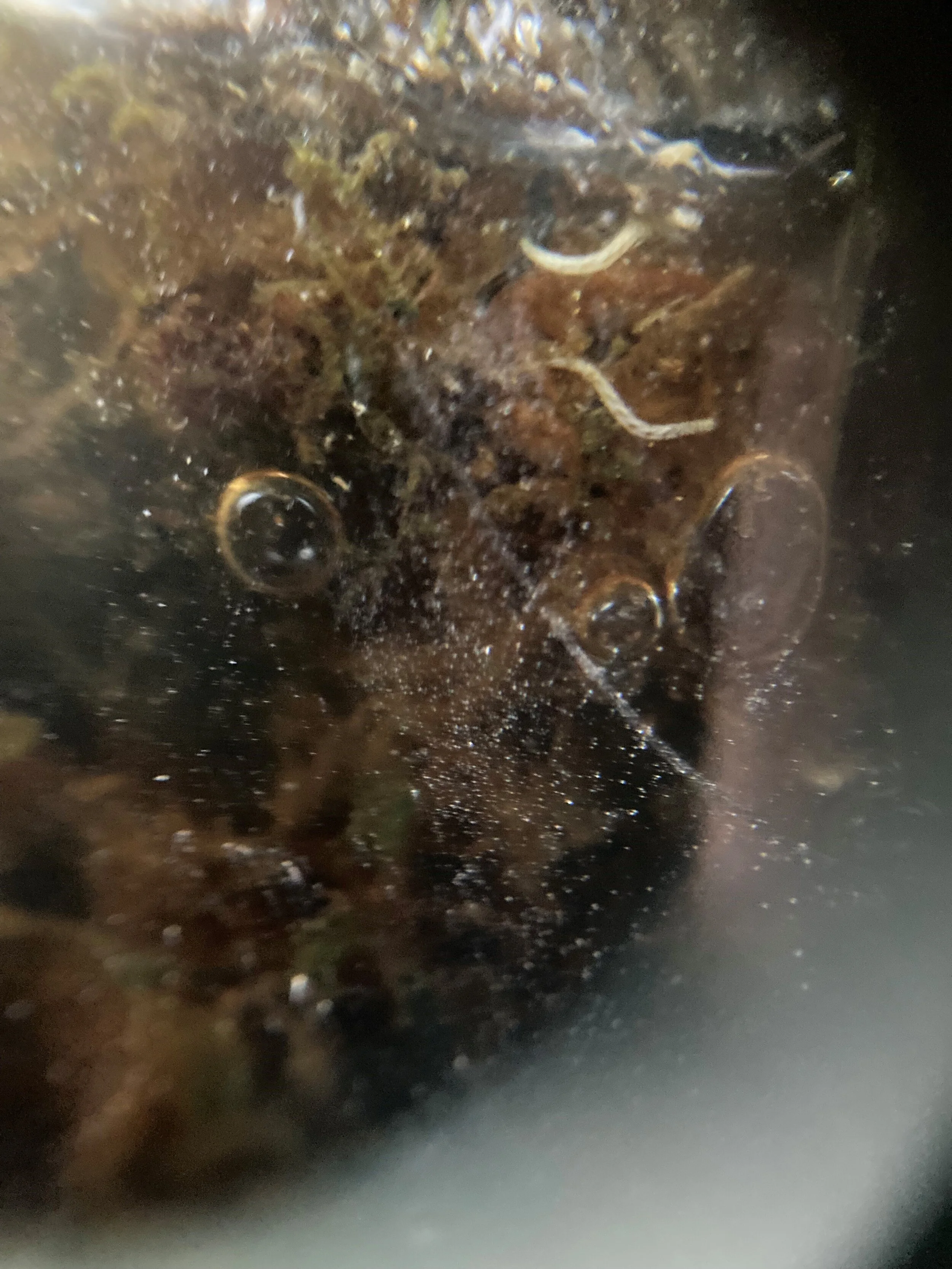 out11macro1.jpg