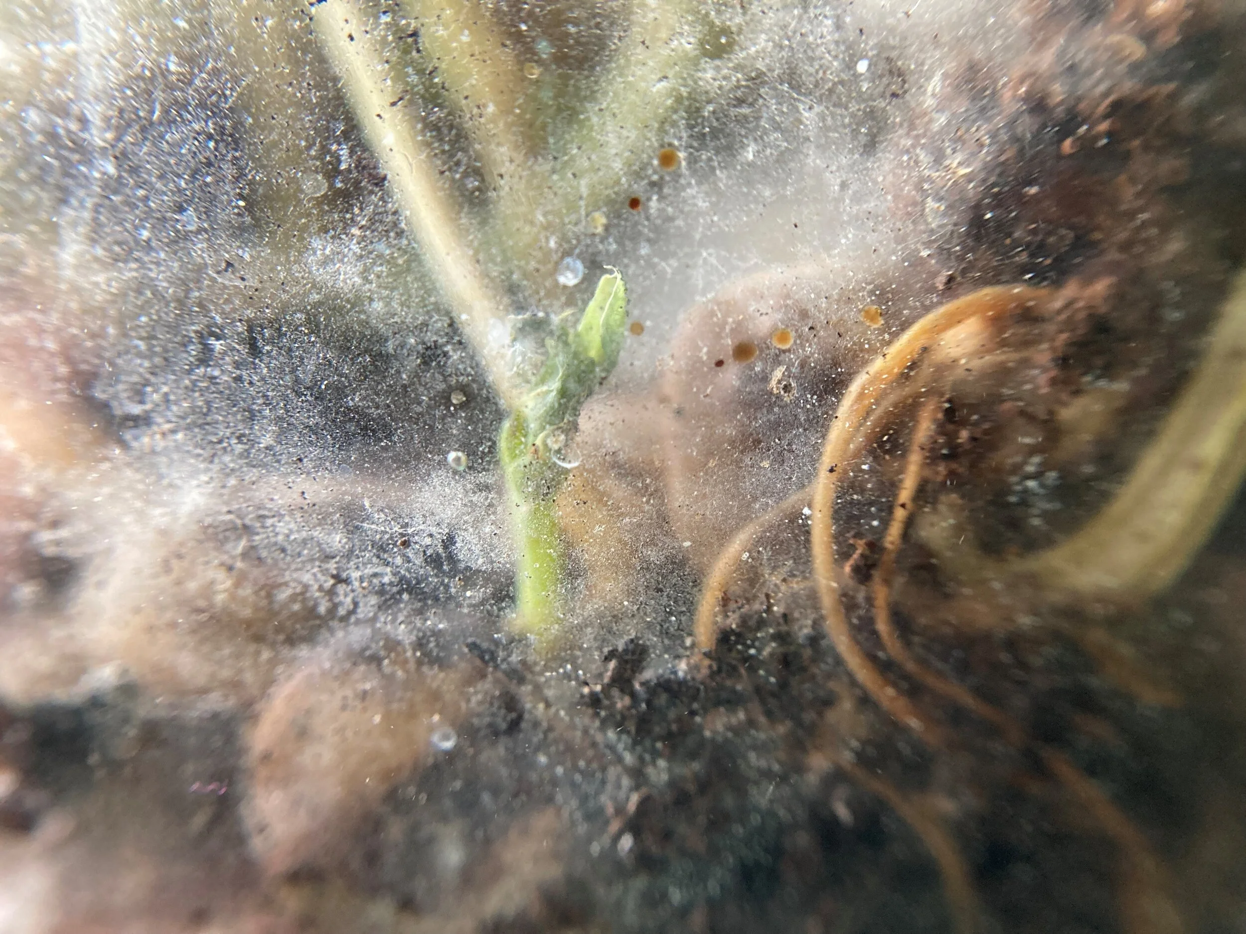 in9macro5.jpg
