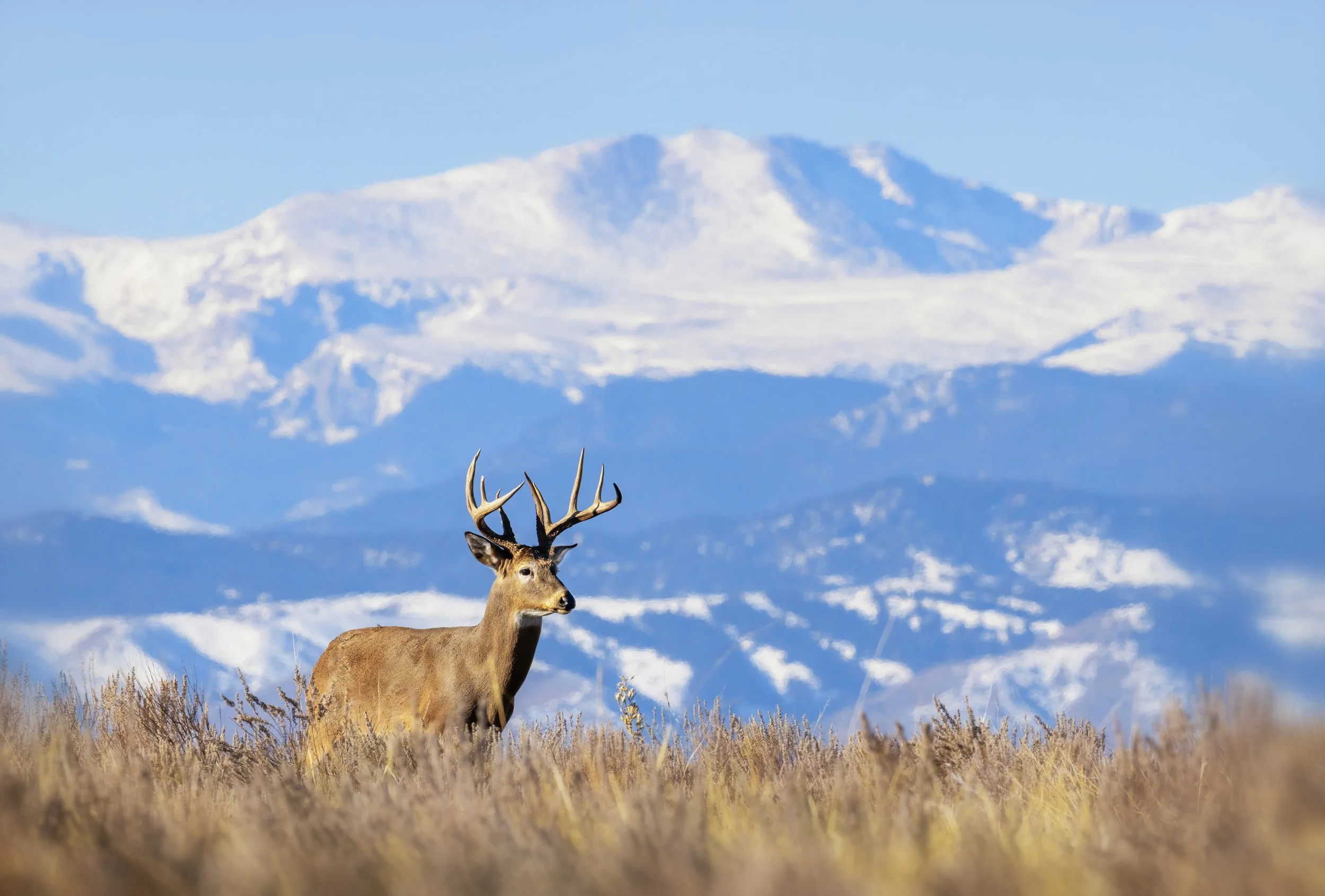 Holiday Quick Buck$ Loan