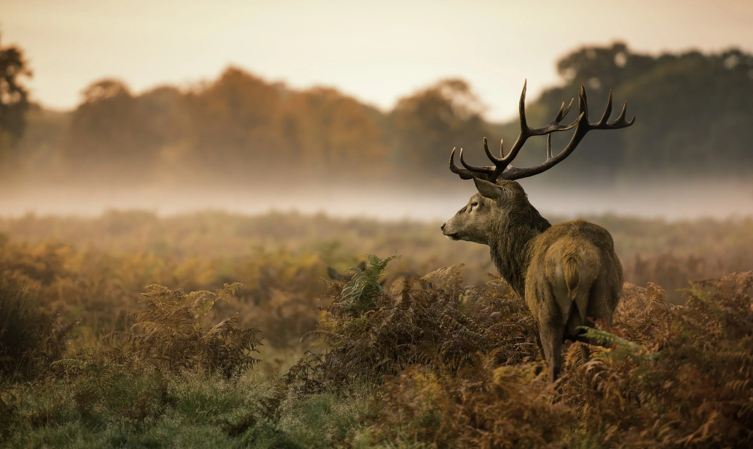 Deer