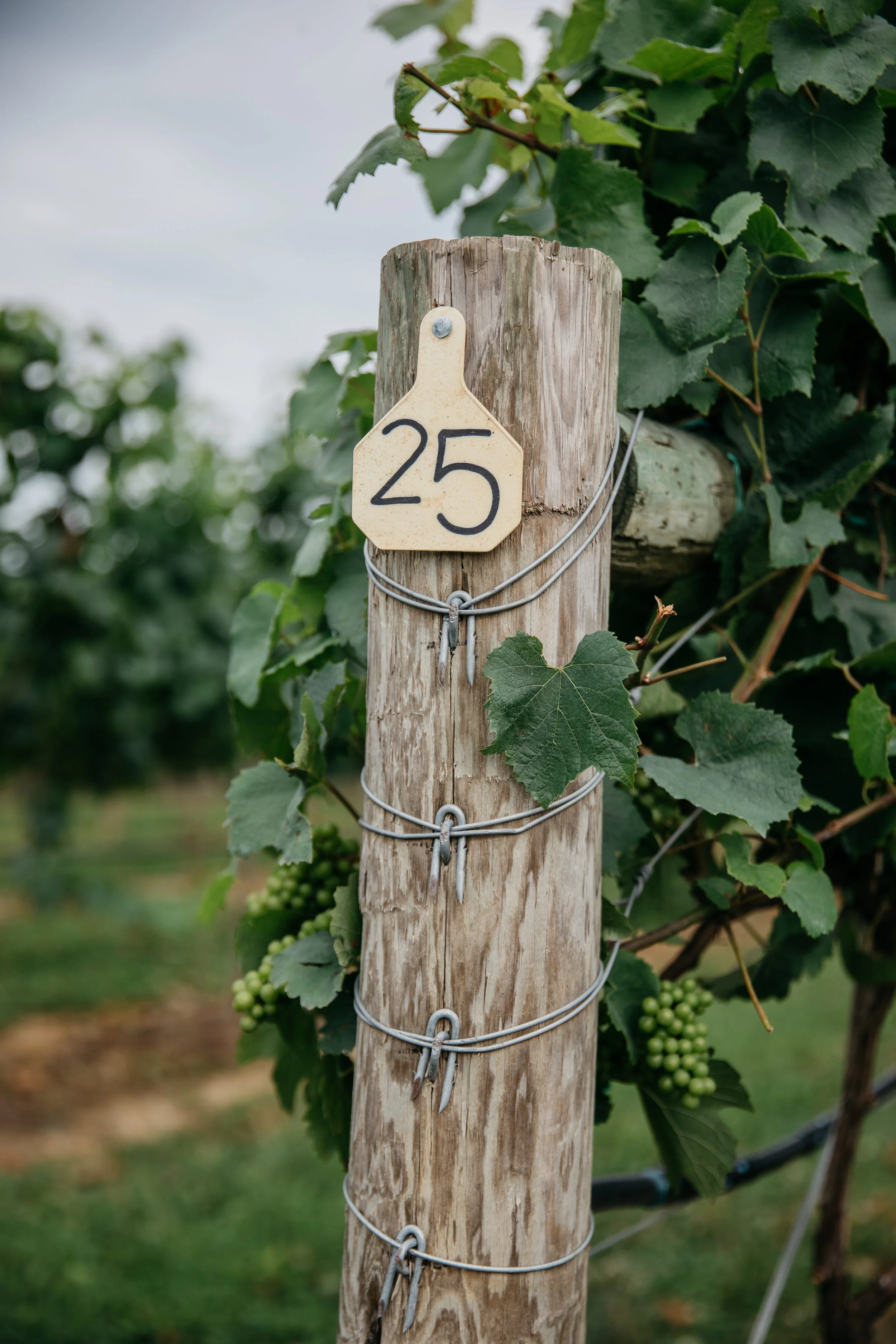 Bristol, VA Winery — Nicewonder Farm & Vineyards
