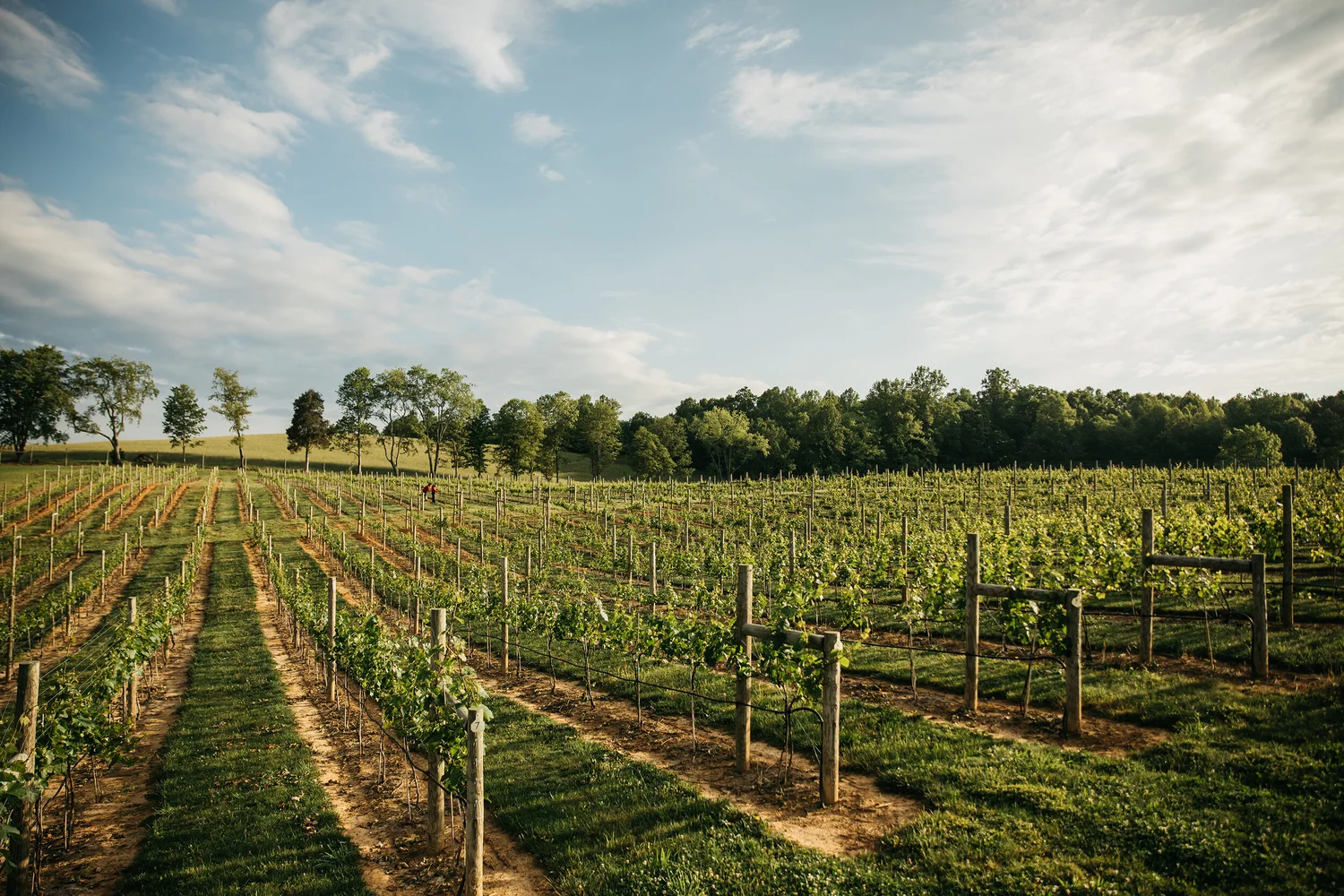 Bristol, VA Winery — Nicewonder Farm & Vineyards