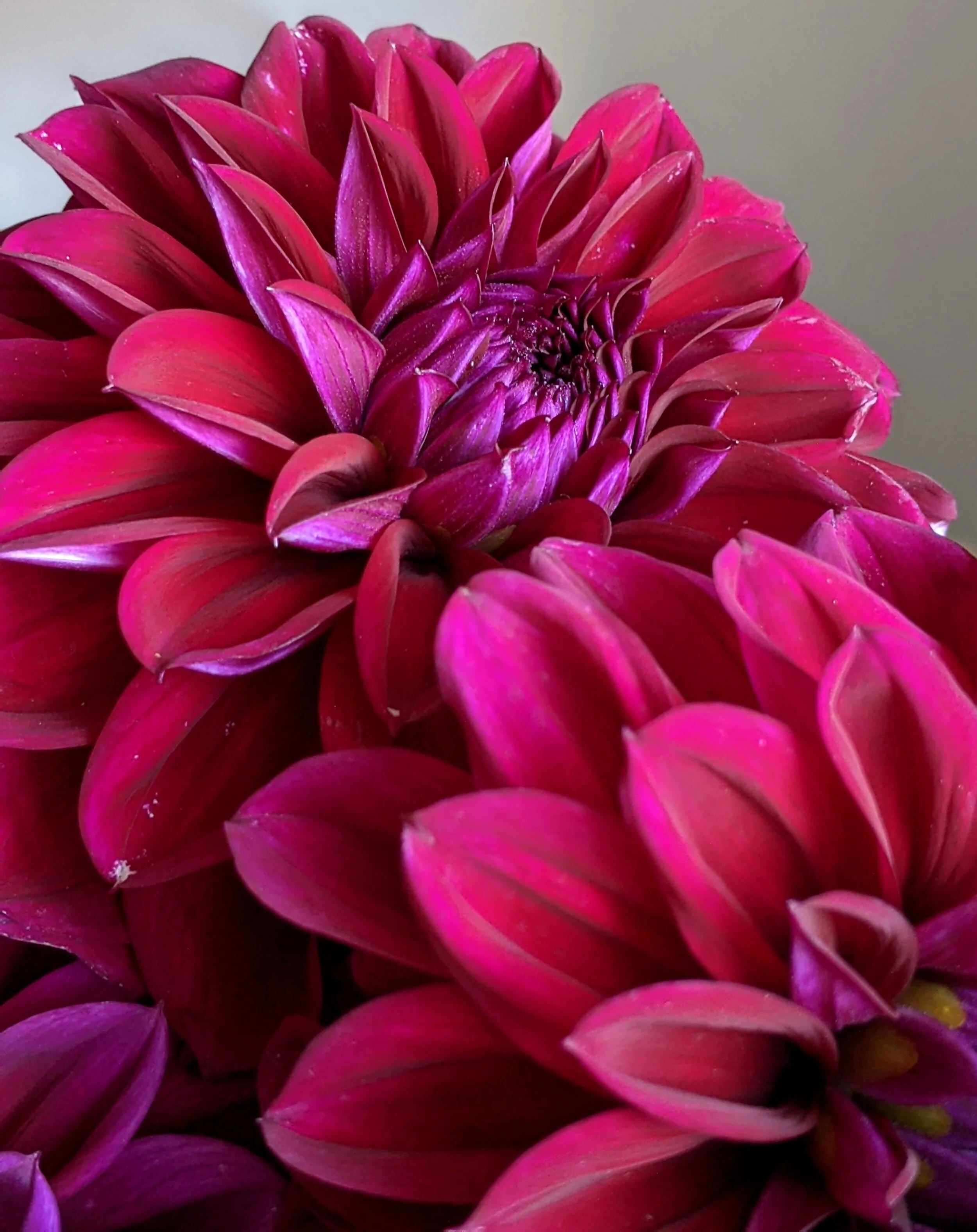 burgandy wine dahlia wedding.jpg