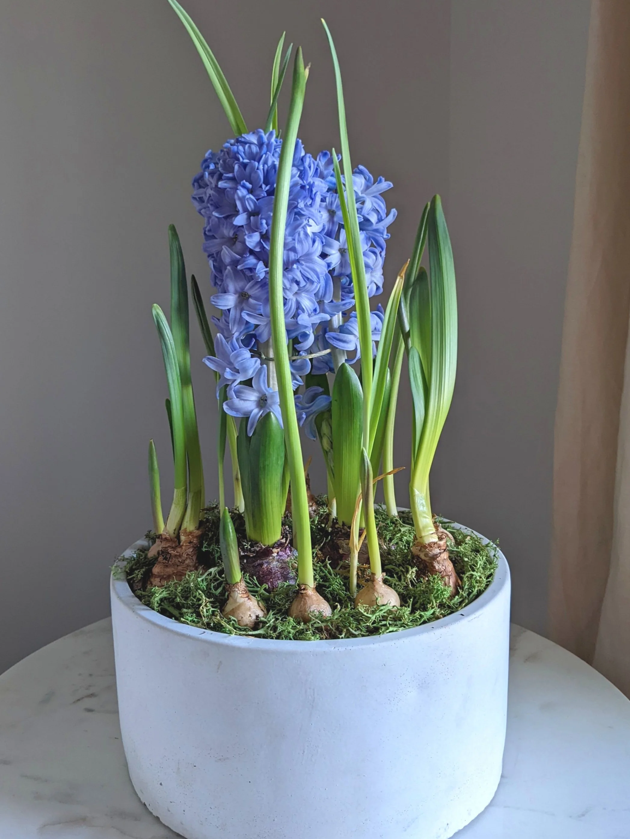Potted+spring+arrangement.jpg