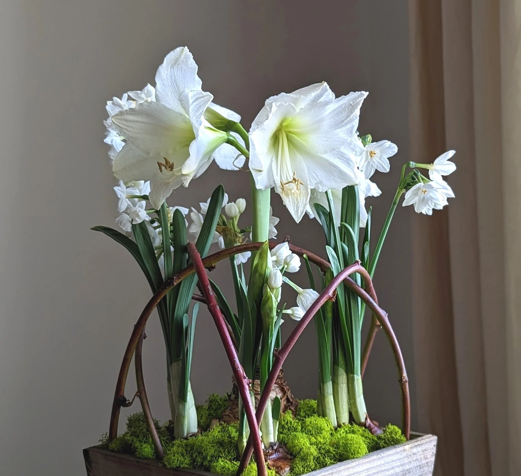 Amaryllis & Paperwhite Arrangement Tabletop Garden