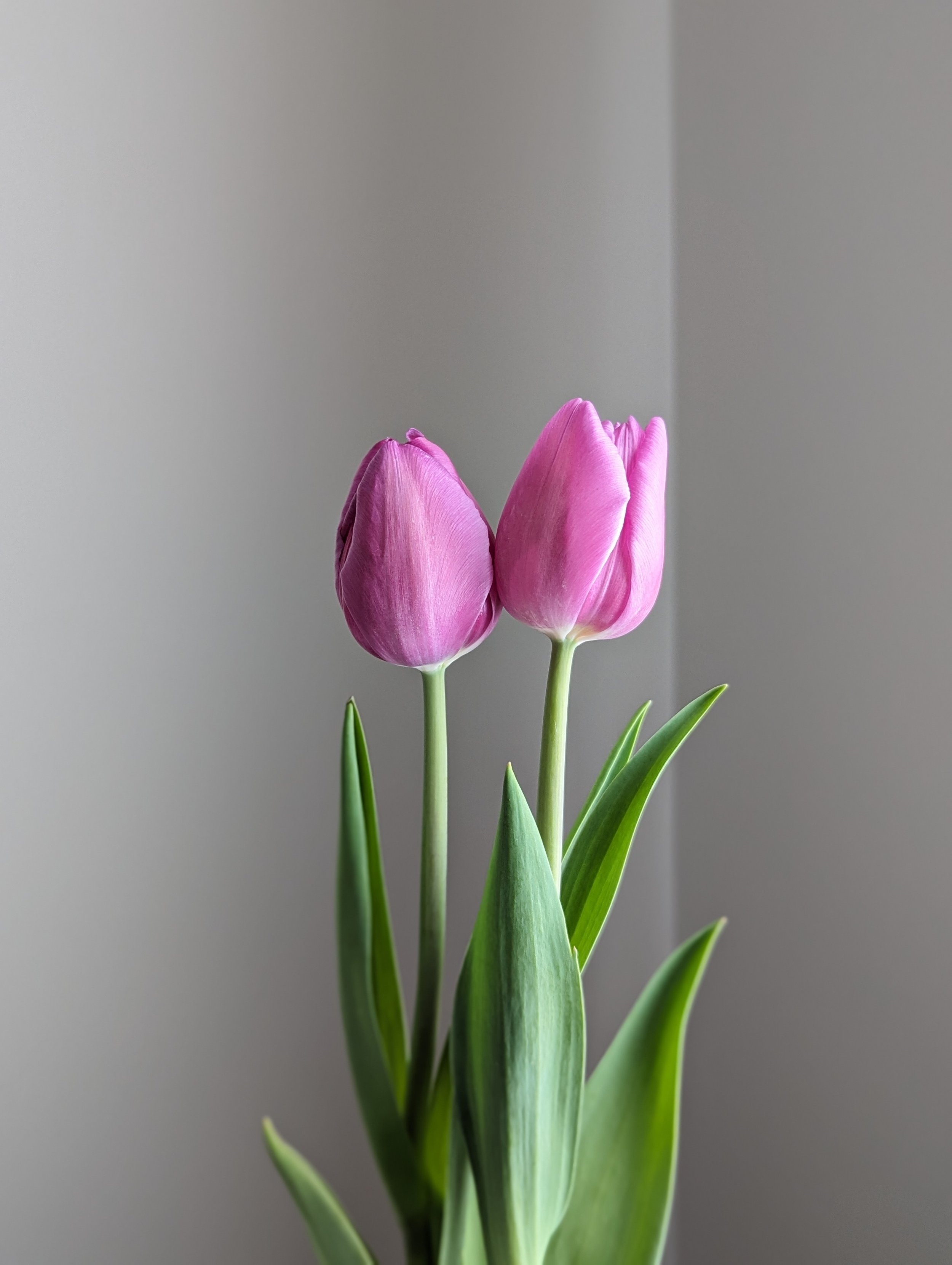 PRE-COOLED PINK BREEZE TULIP