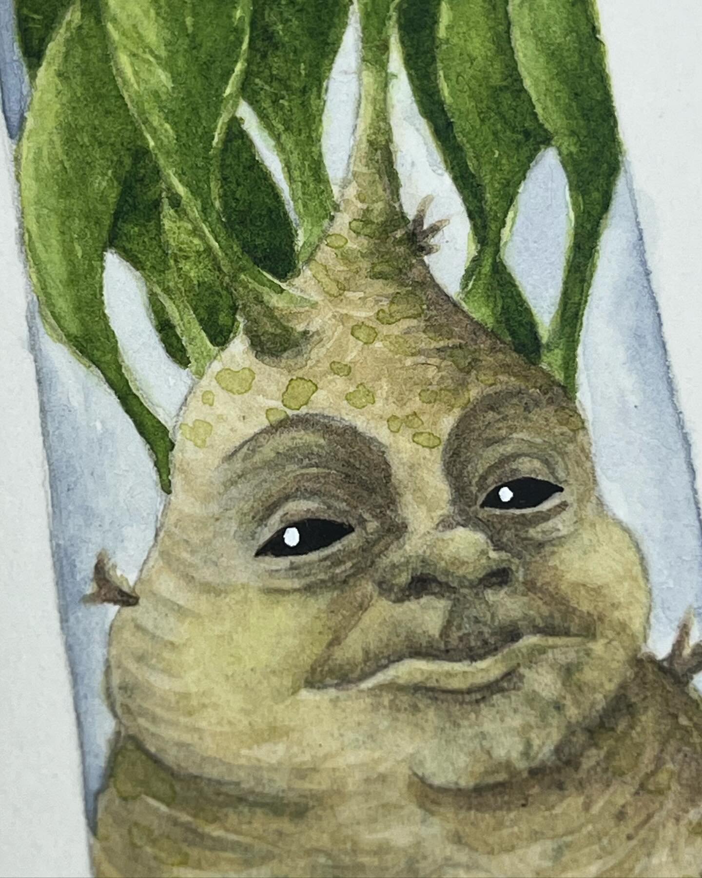 ✨ Mandrakes are known for their slow, no-fuss approach to life. They will happily spend their entire lives in the same spot just observing the world go by. In the wild this often leads to mass extinction as root loving animals discover they have a ta