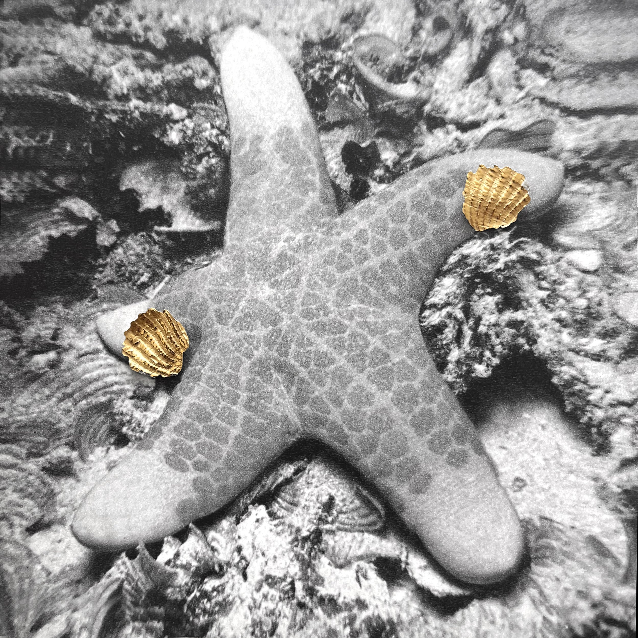 musselmemories-sea-star.jpg