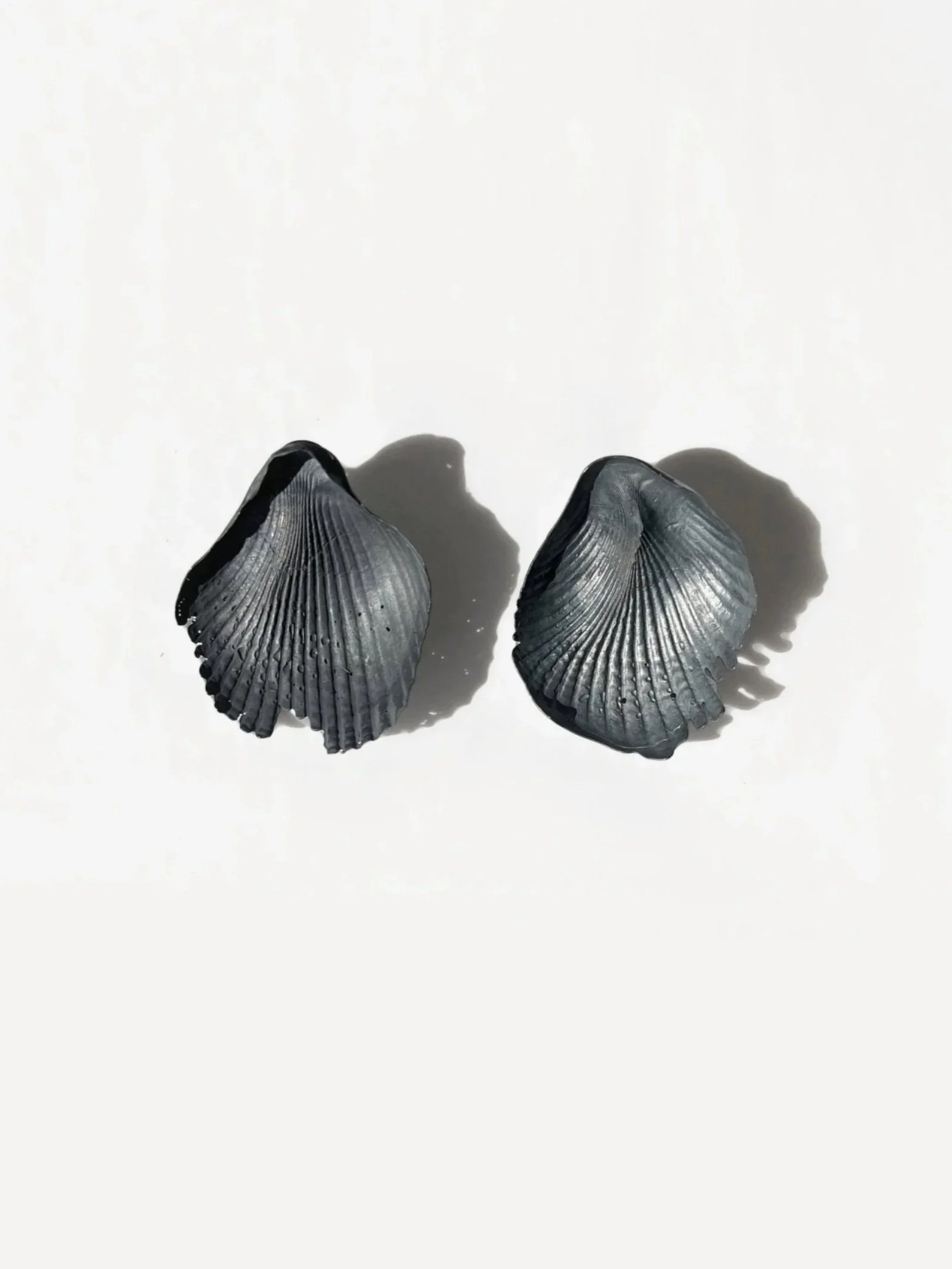 Black Seashell Earrings L