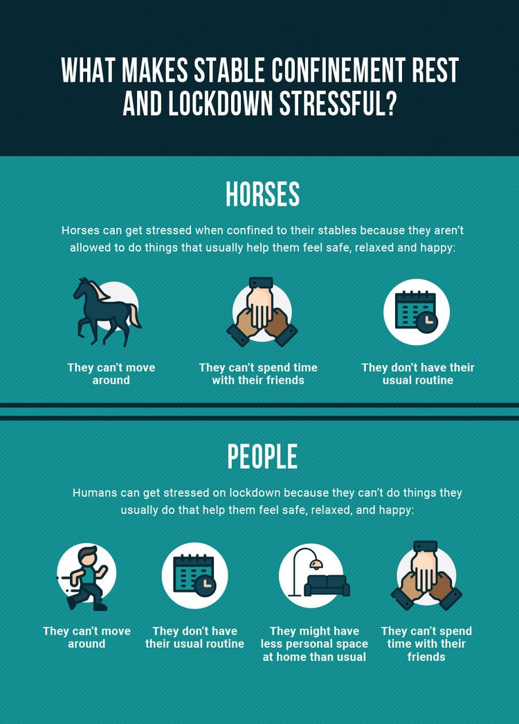What can horses teach us about coping with stress during lockdown