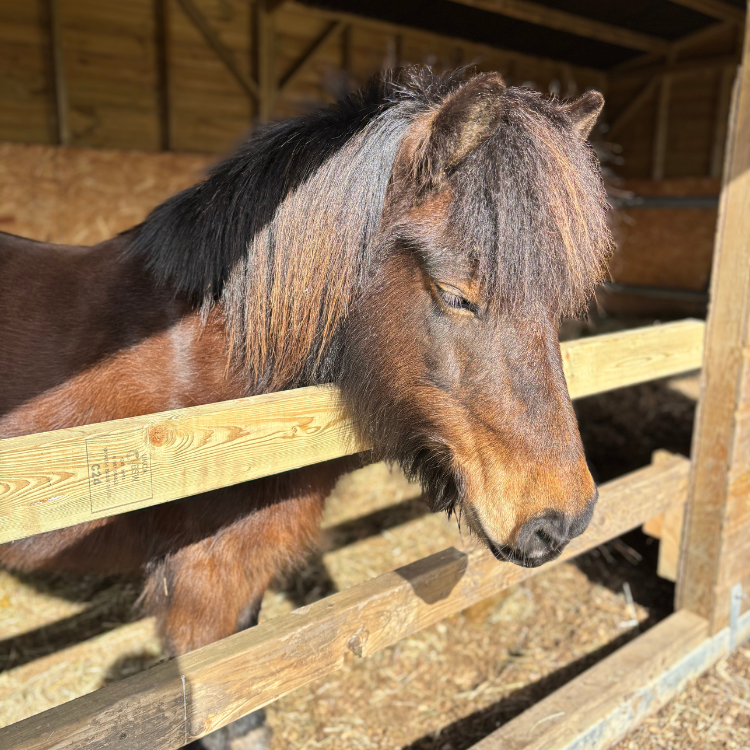 Close up shot of SLTH pony, Tilly