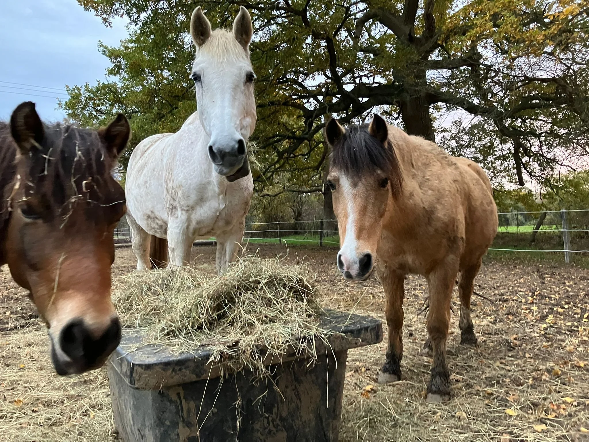 Three horses surrounding a hay feeding box