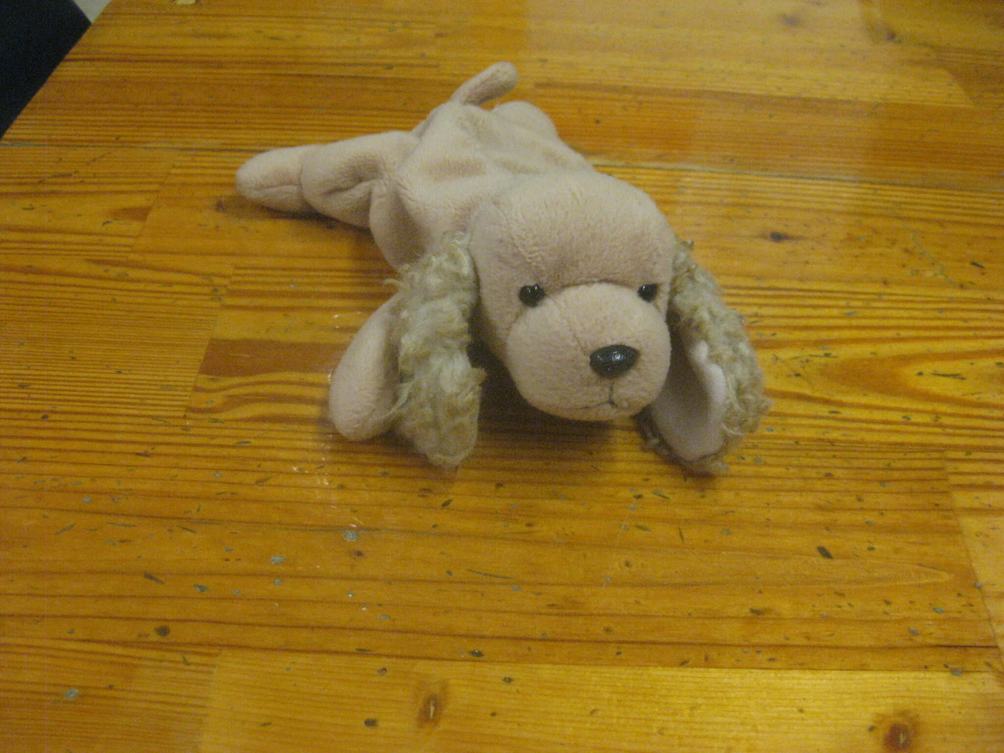 Biscuit after his haircut