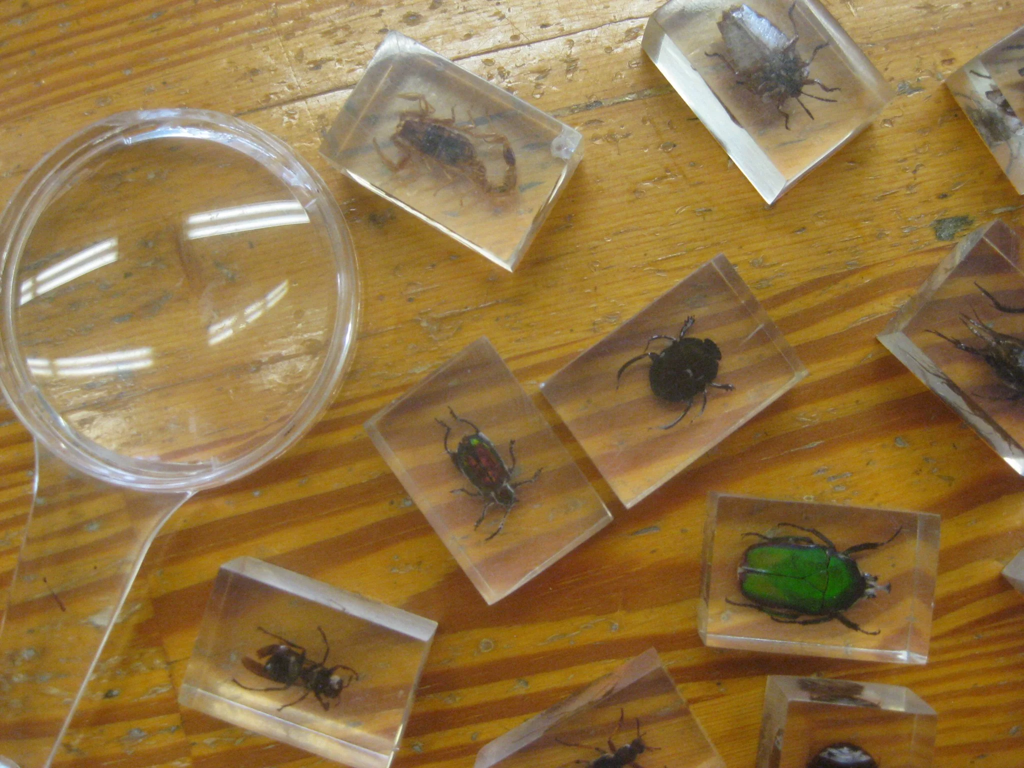 Insects &amp; Magnifying Glass
