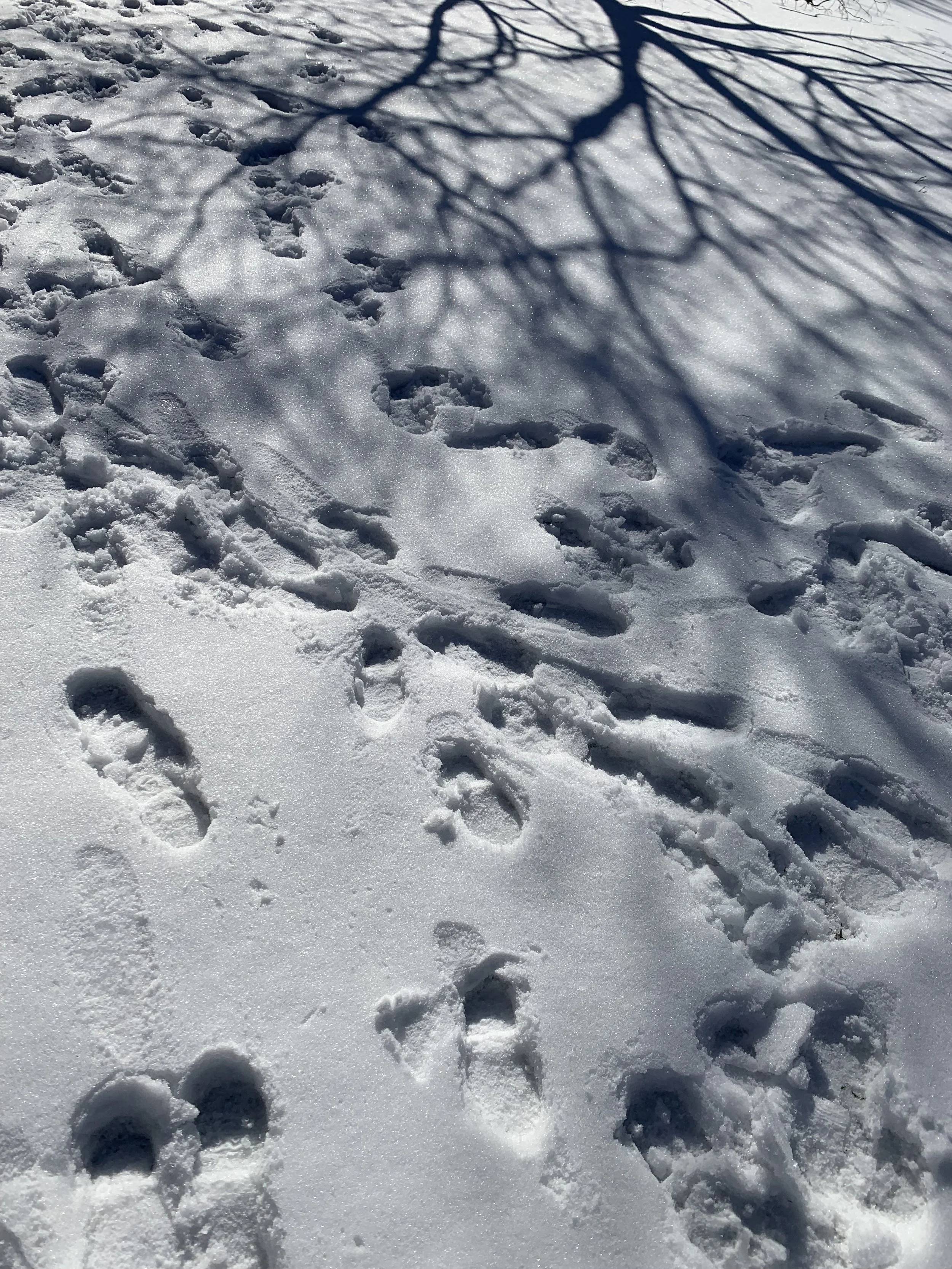 Footprints in the Snow