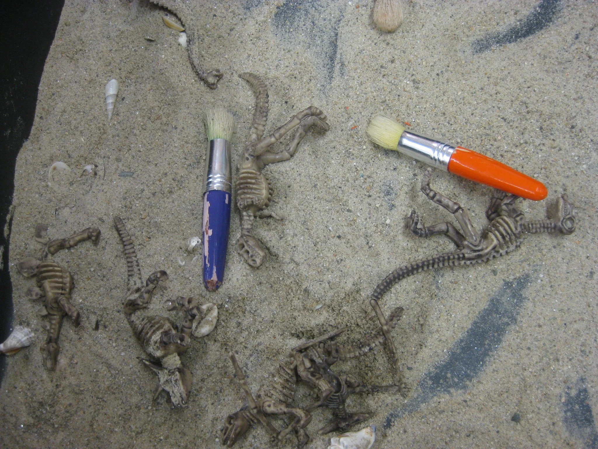 Dino skeletons &amp; sand