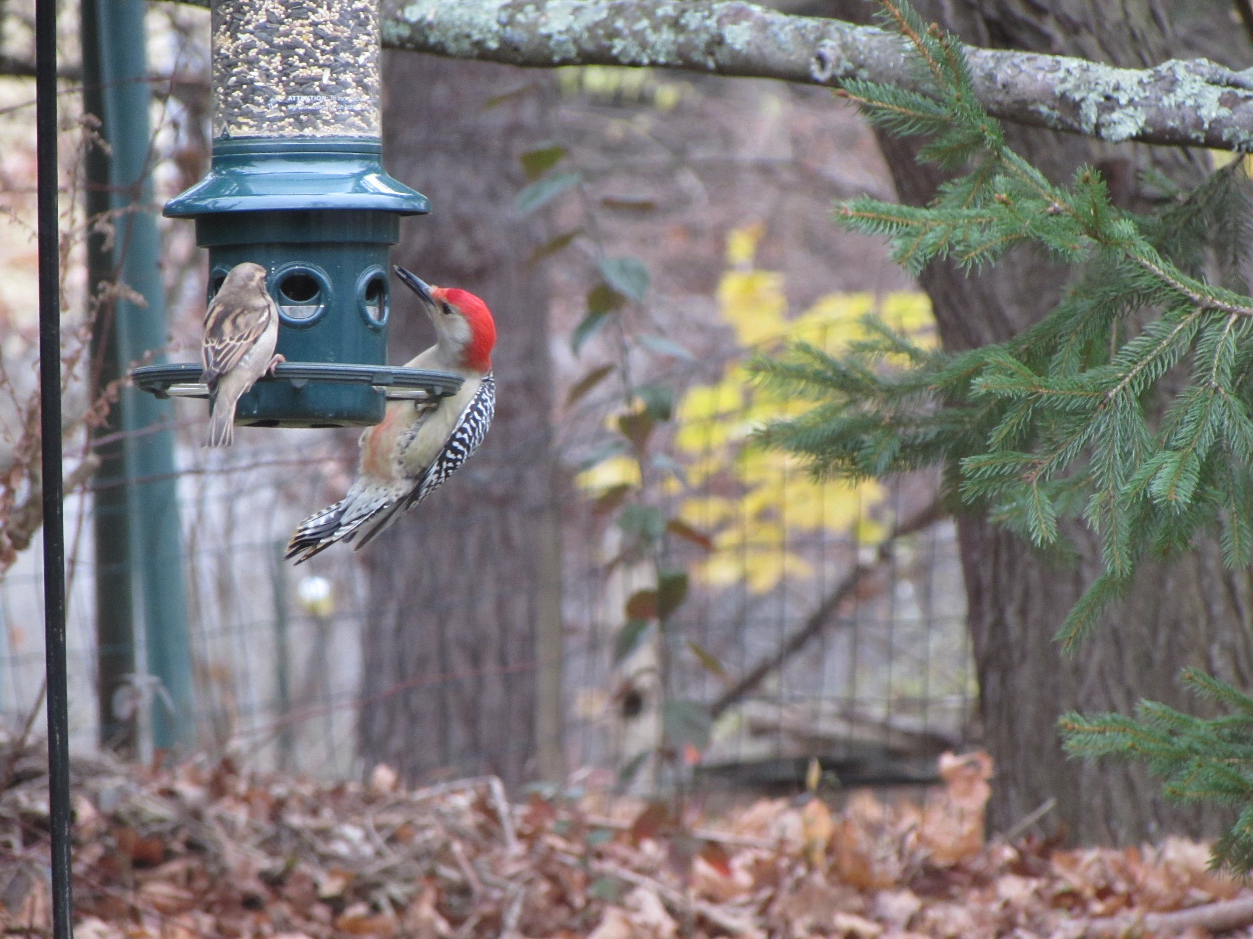Red Bellied Woodpecker.JPG