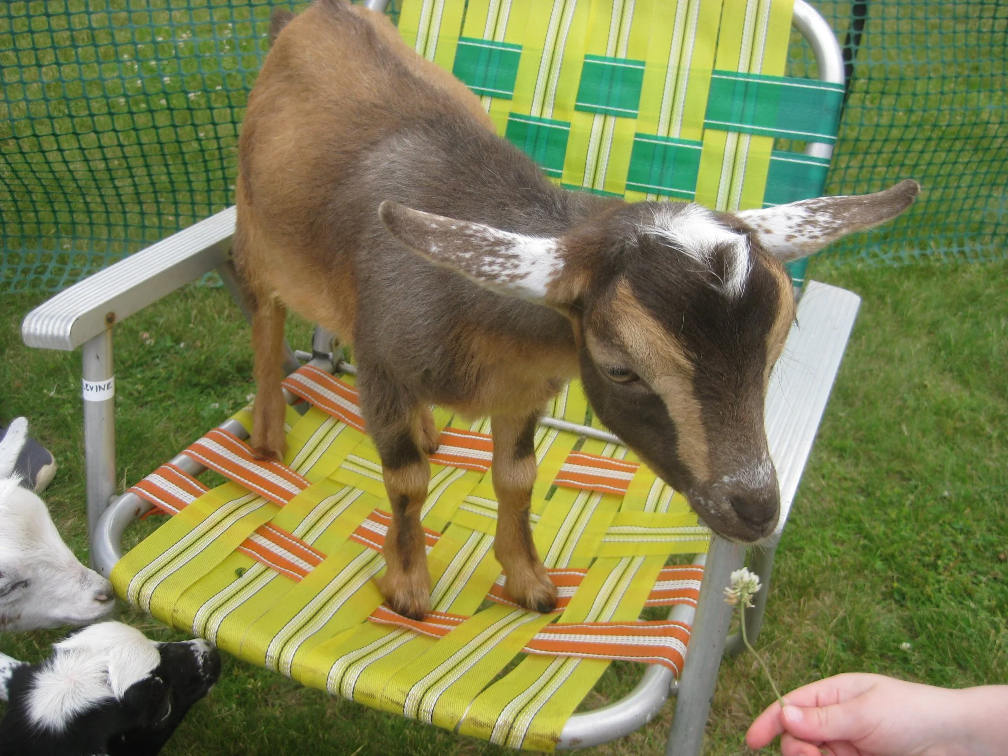 What!! Who's in Mrs. Levine's chair?