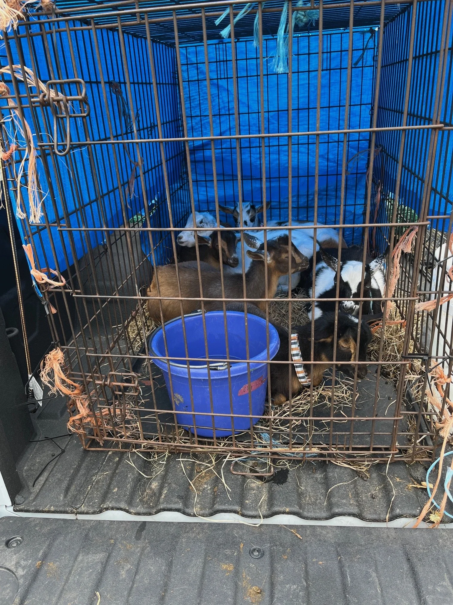 Six kids in one cage and no fighting.