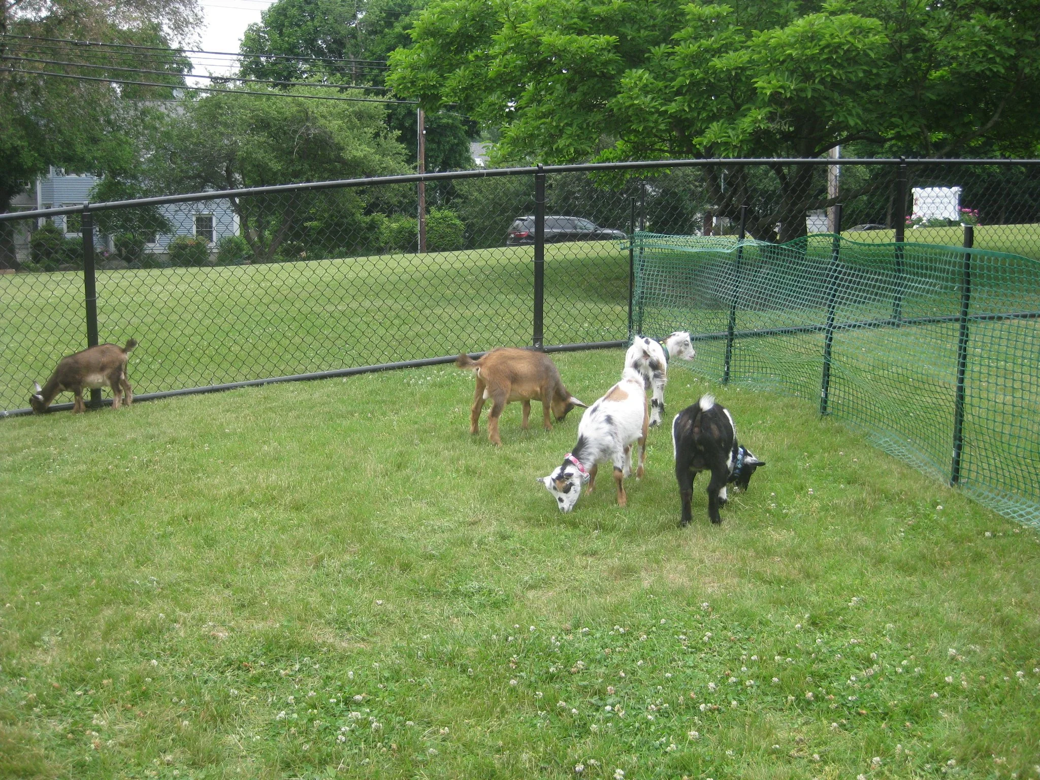 The goats eating grass.