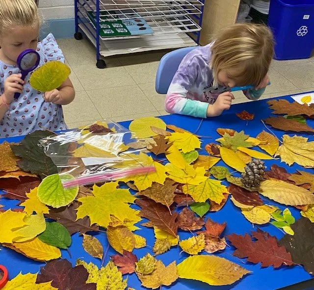 fall leaves.jpg