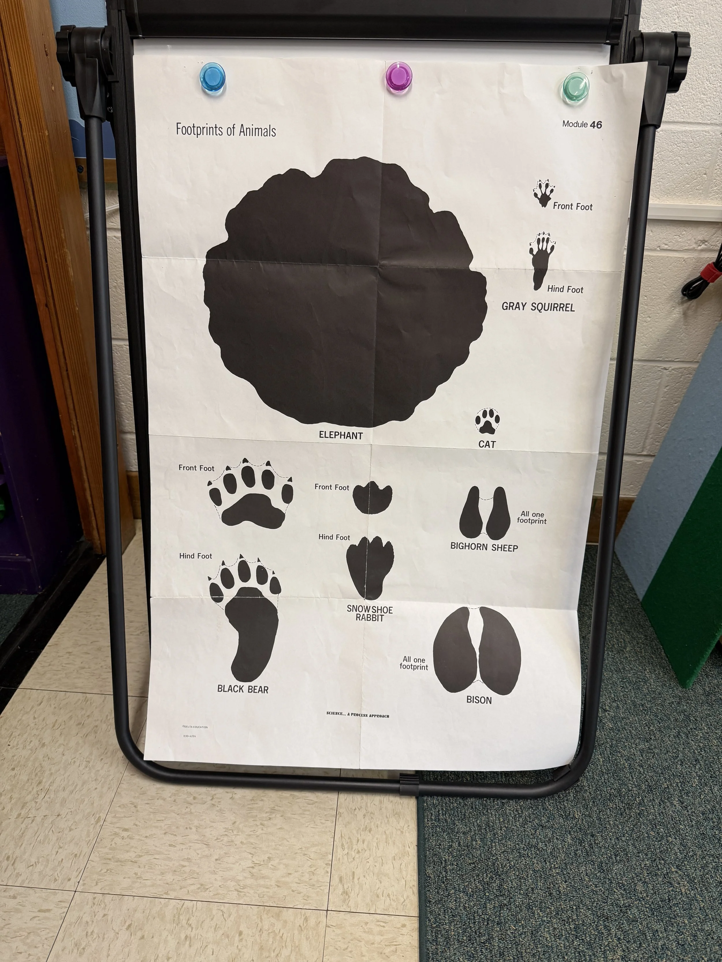 Animal Tracks and Music Fun 