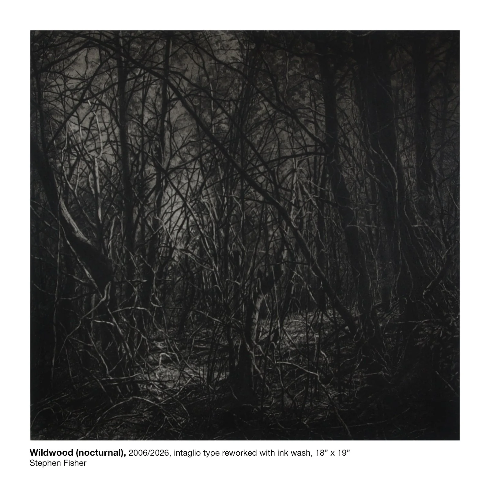 13.WildwoodNocturnal.jpg