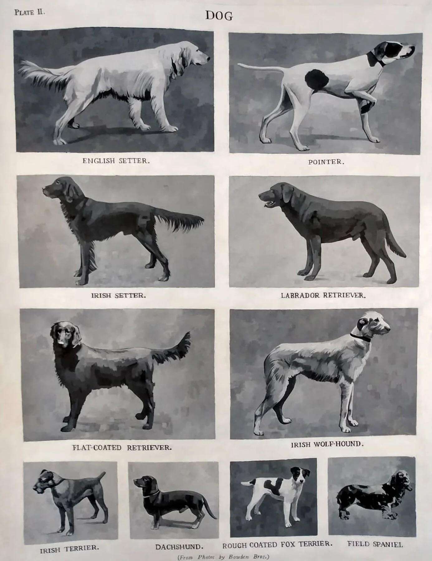 FISHER_SPORTING_DOGS.jpg