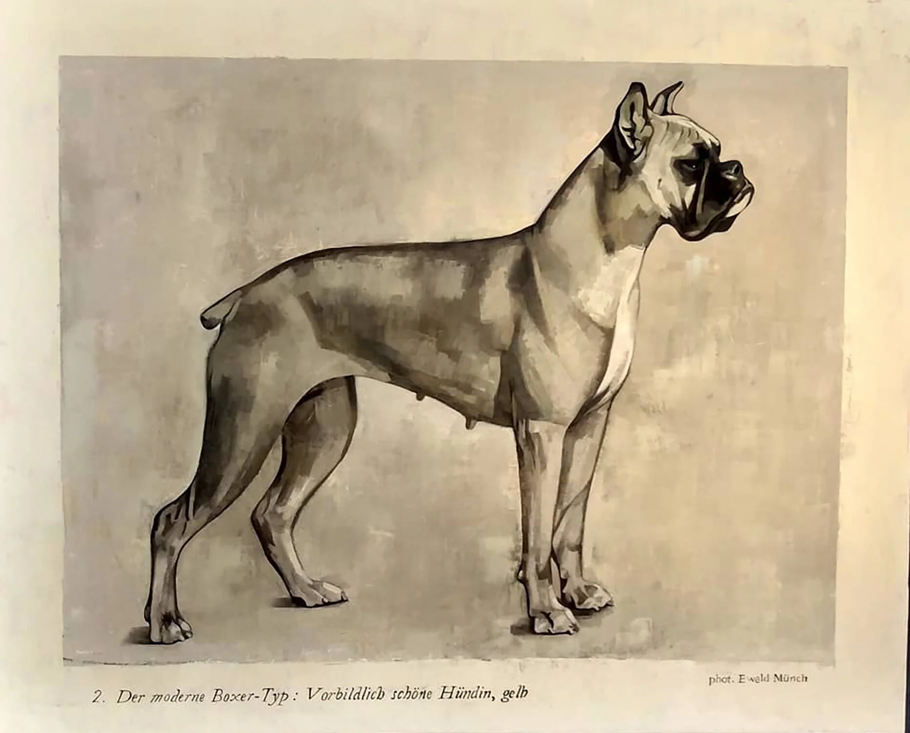 Fisher_Boxer.jpg