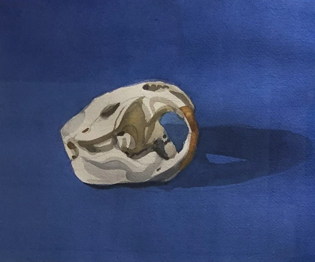 Jane Fisher,
Skull,
Watercolor
10 1/2" x 13 1/3"