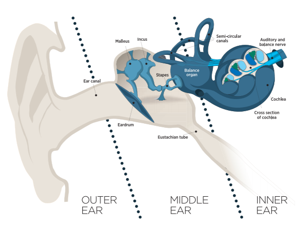 Diagram of the human ear illustrating outer, middle, and inner ear parts with labels for ear canal, eardrum, malleus, incus, stapes, Eustachian tube, balance organ, cochlea, auditory nerve, semicircular canals, and cross-section of cochlea.