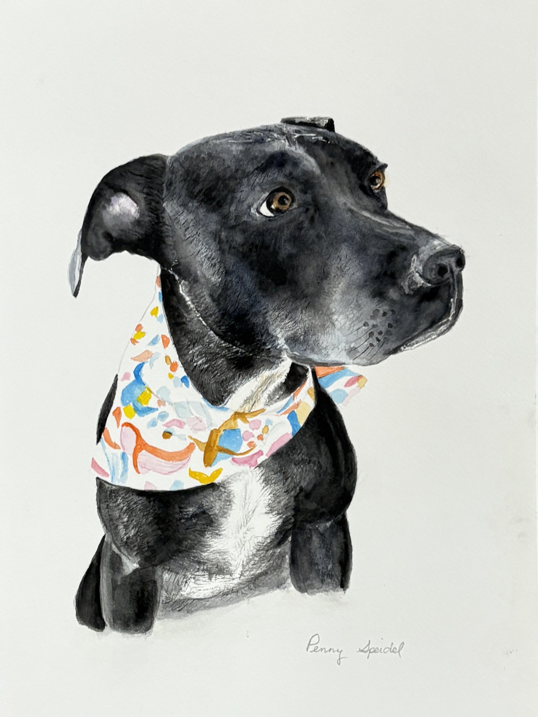 Dog Portraits (click here)