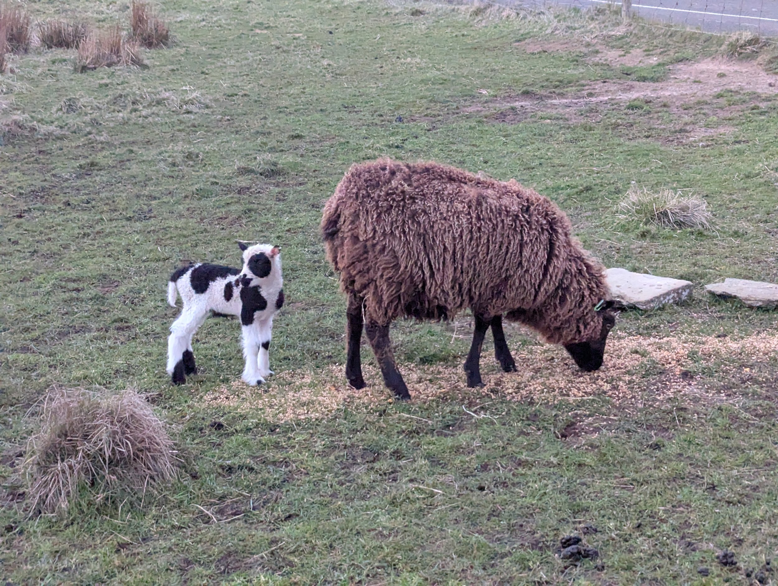 Beef and Shnuffalupagus