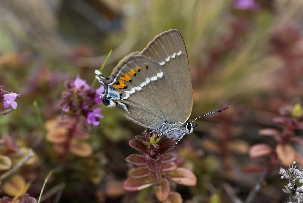 Schmetterling_Butterfly_El_DSC2394.jpg