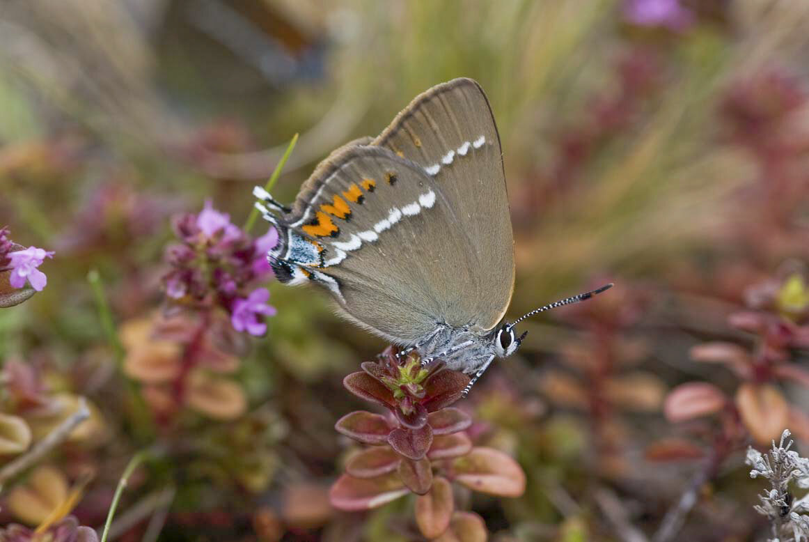Biodiversitaet.jpg