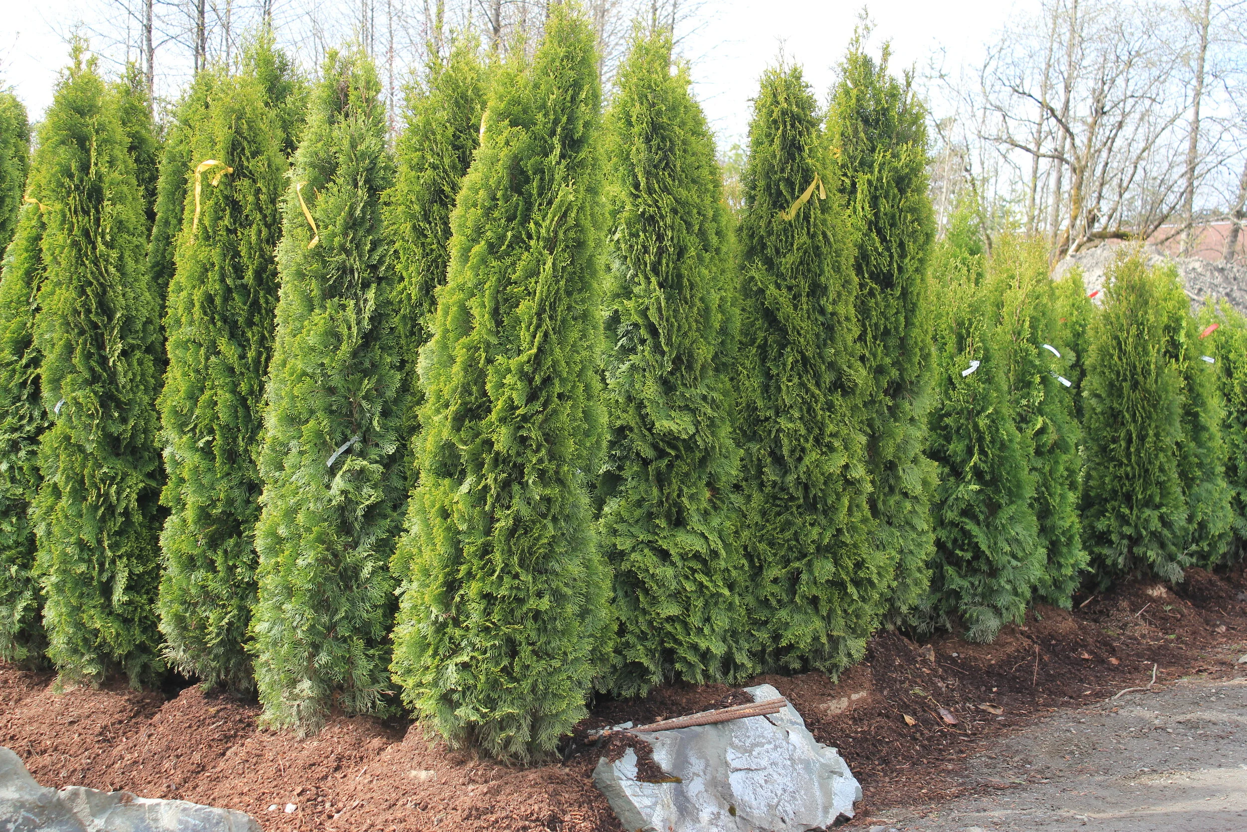 Landscaping Services