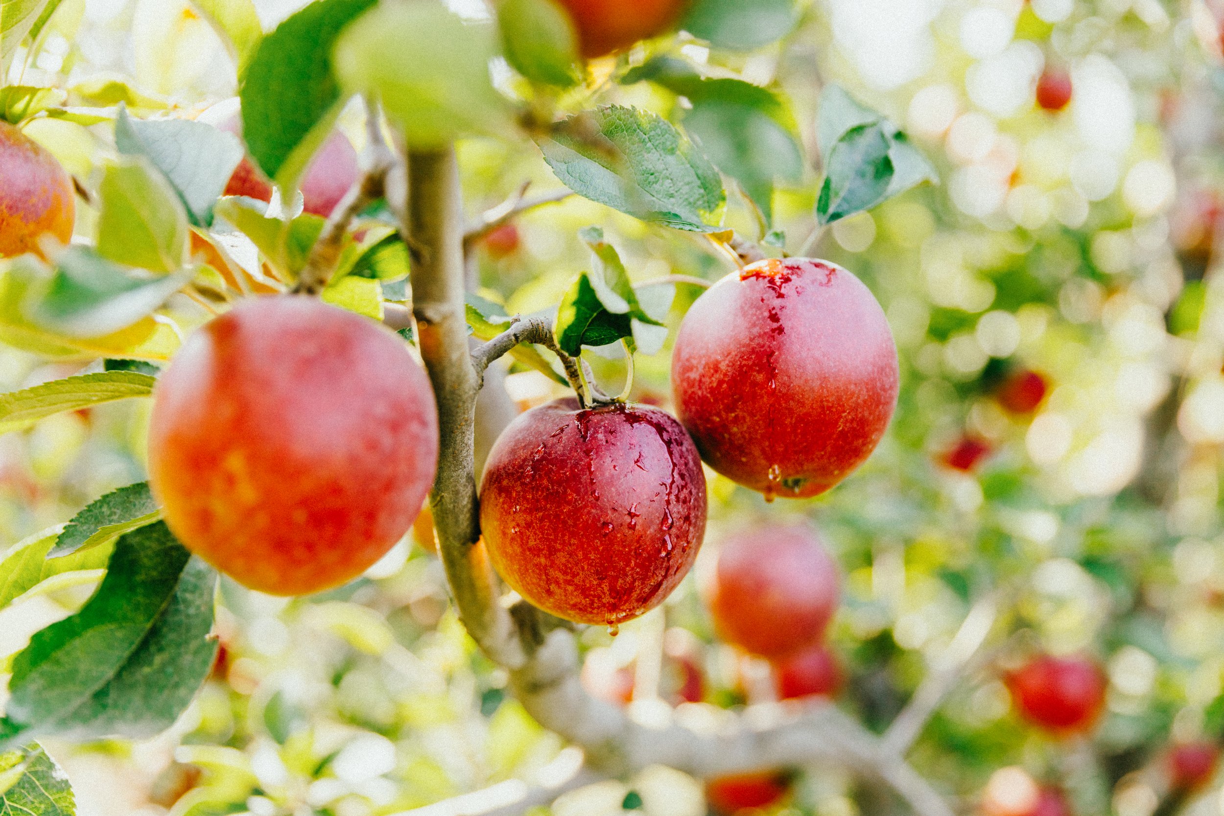Heirloom_Orchards-55.jpg